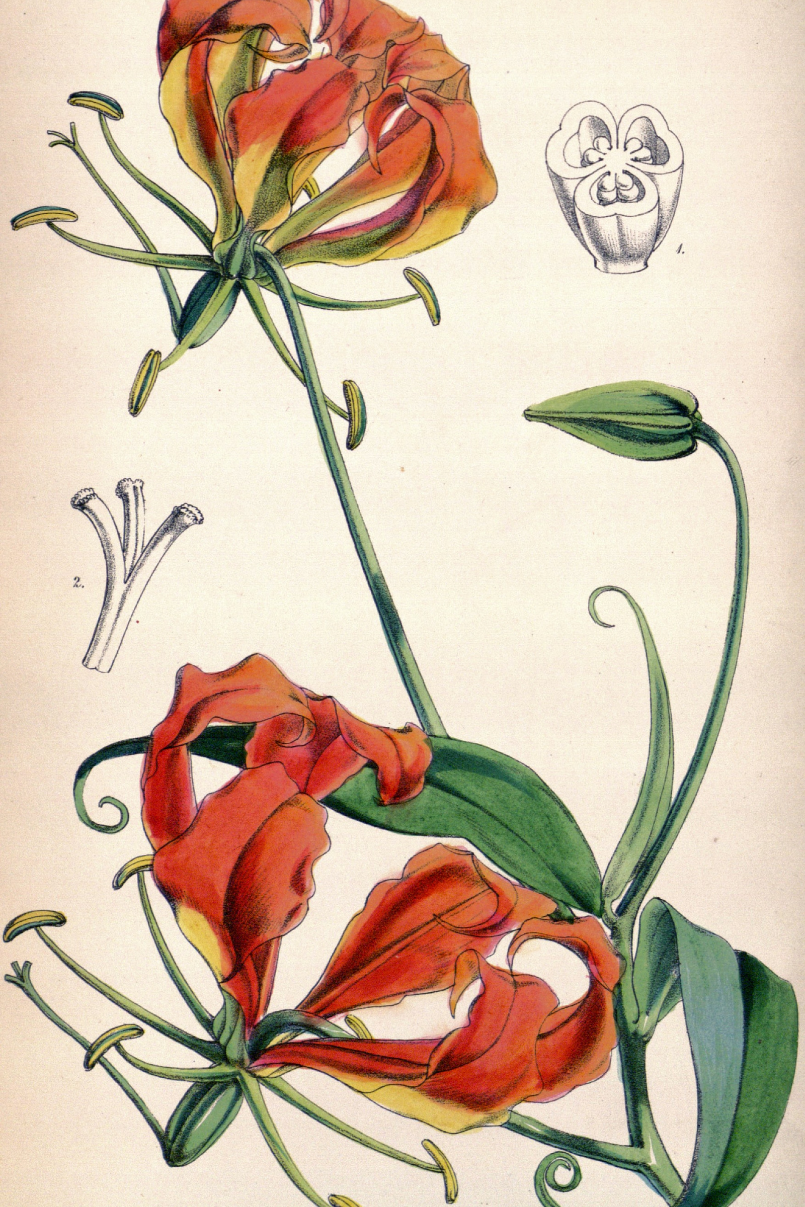 Flame Lily