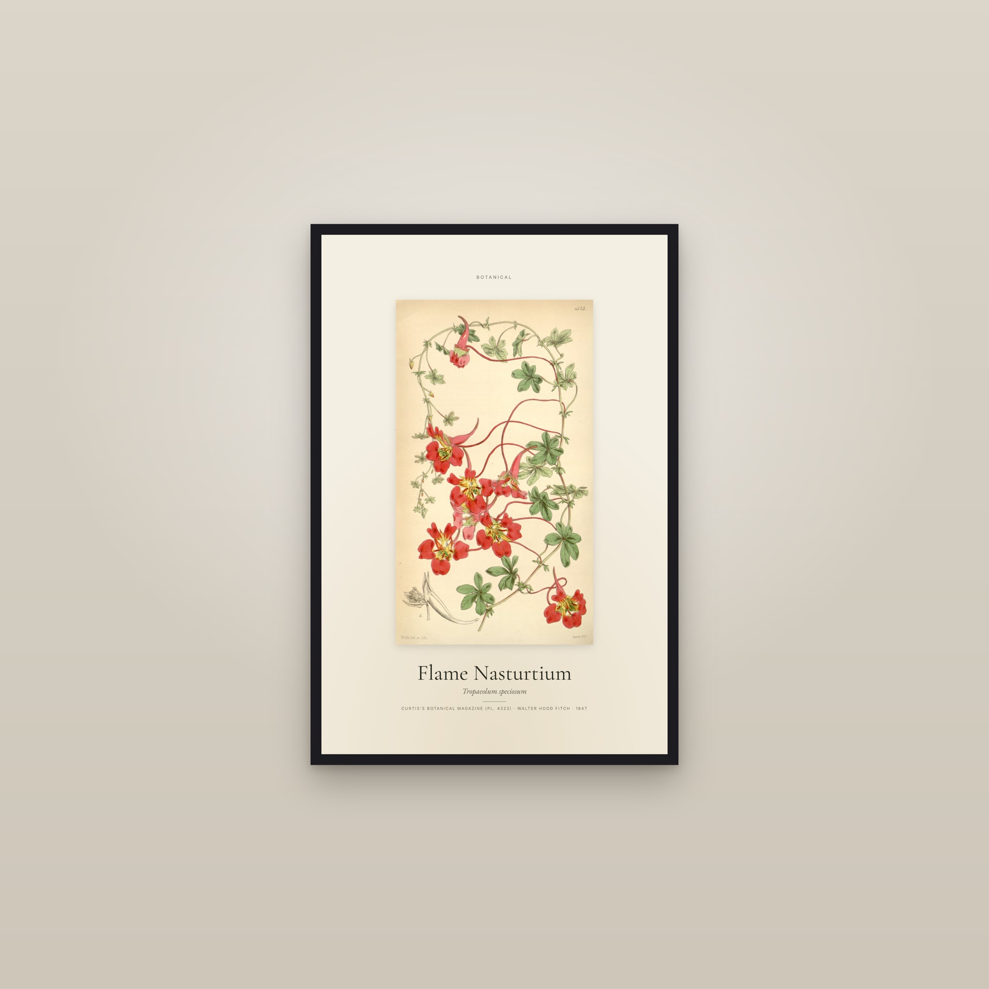 Flame Nasturtium — Specimen — framed in a gallery setting