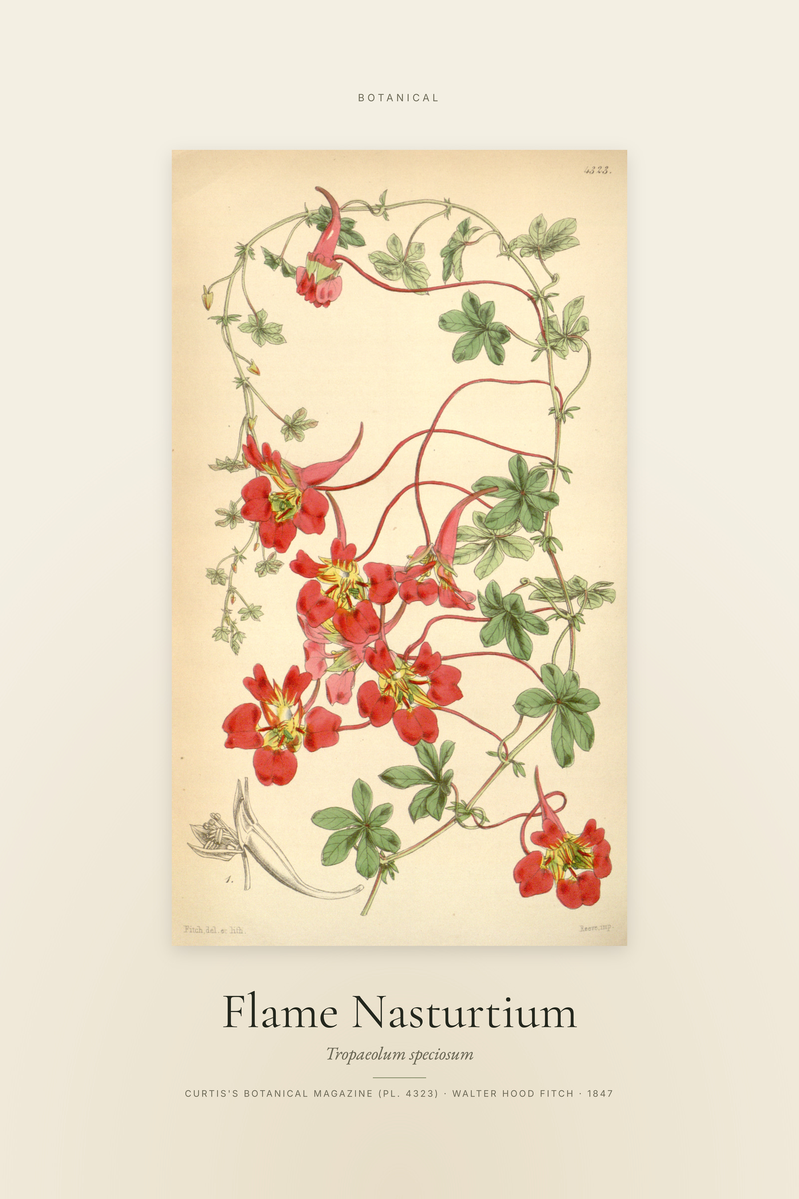 Flame Nasturtium — Specimen