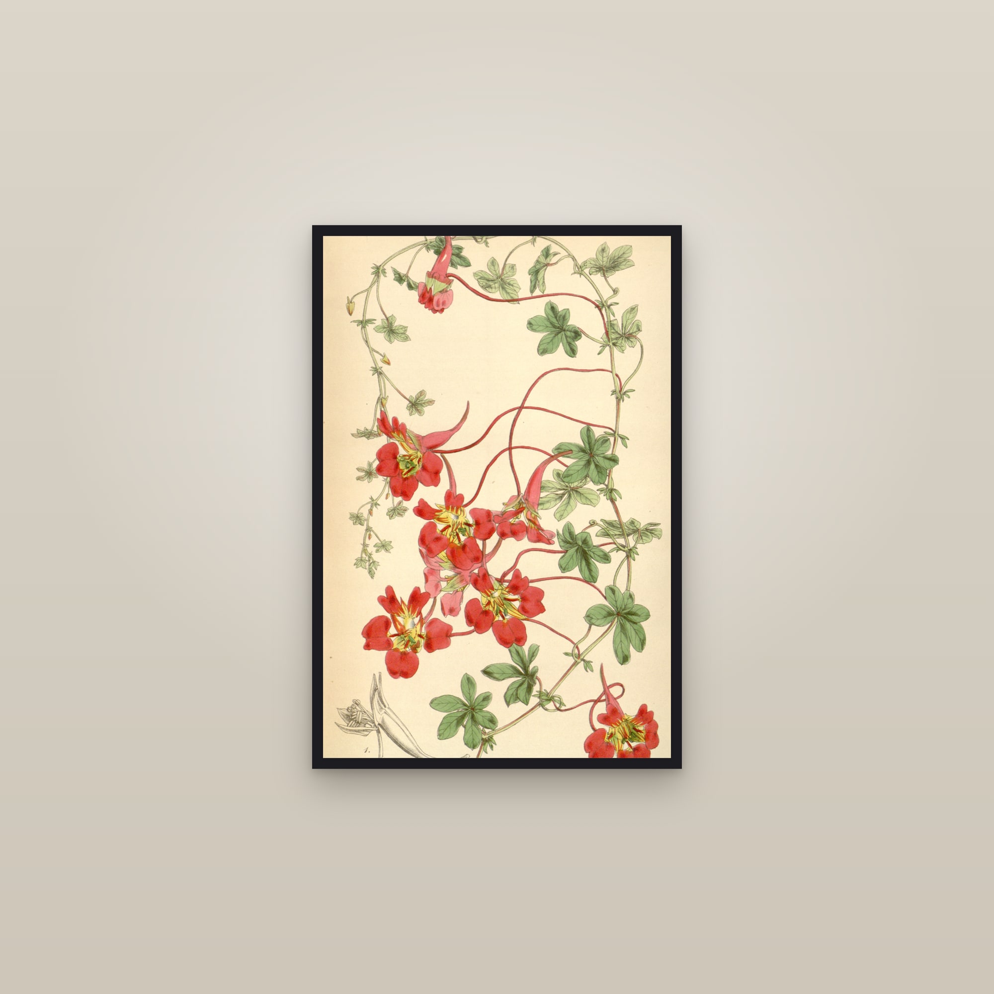 Flame Nasturtium — framed in a gallery setting