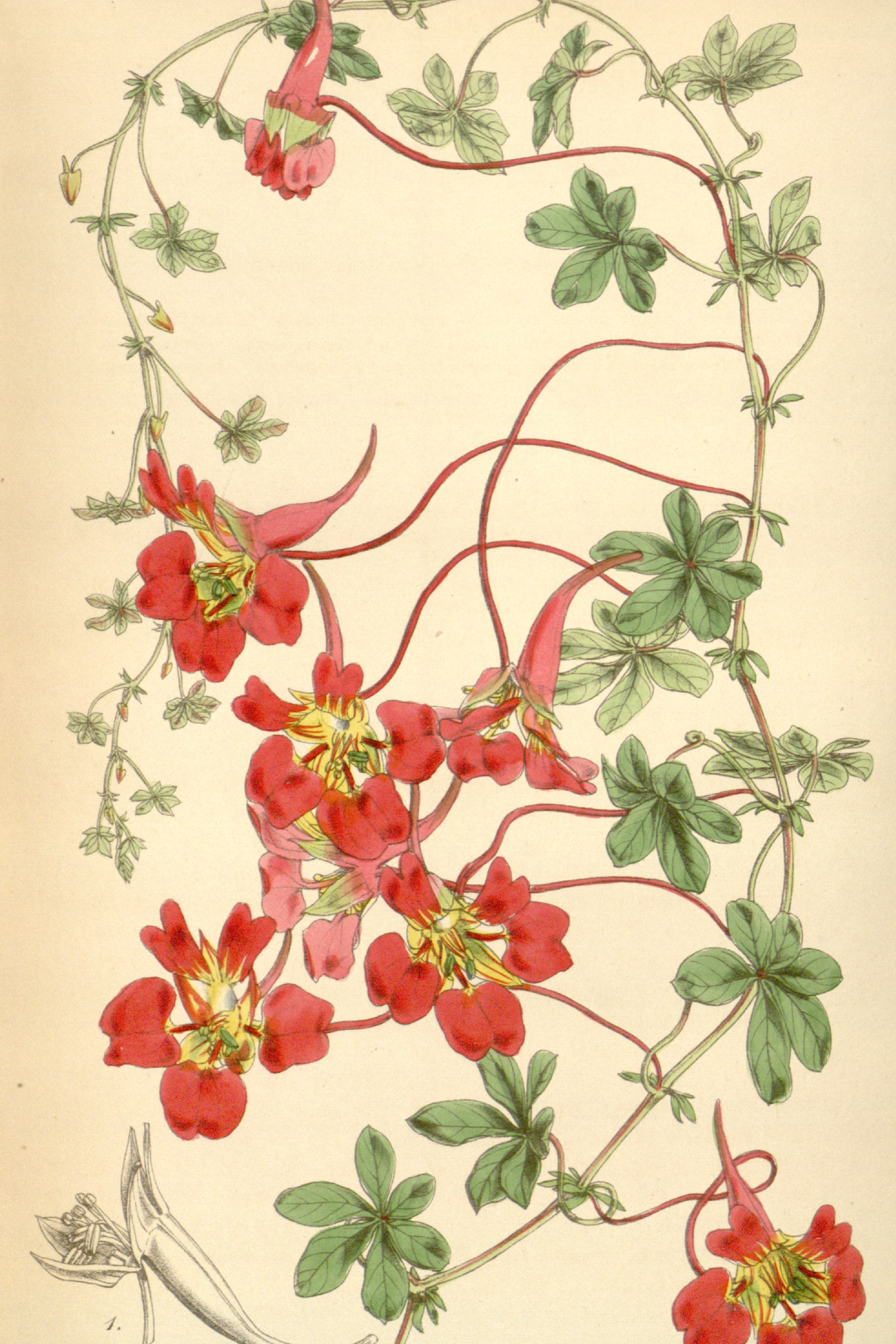 Flame Nasturtium