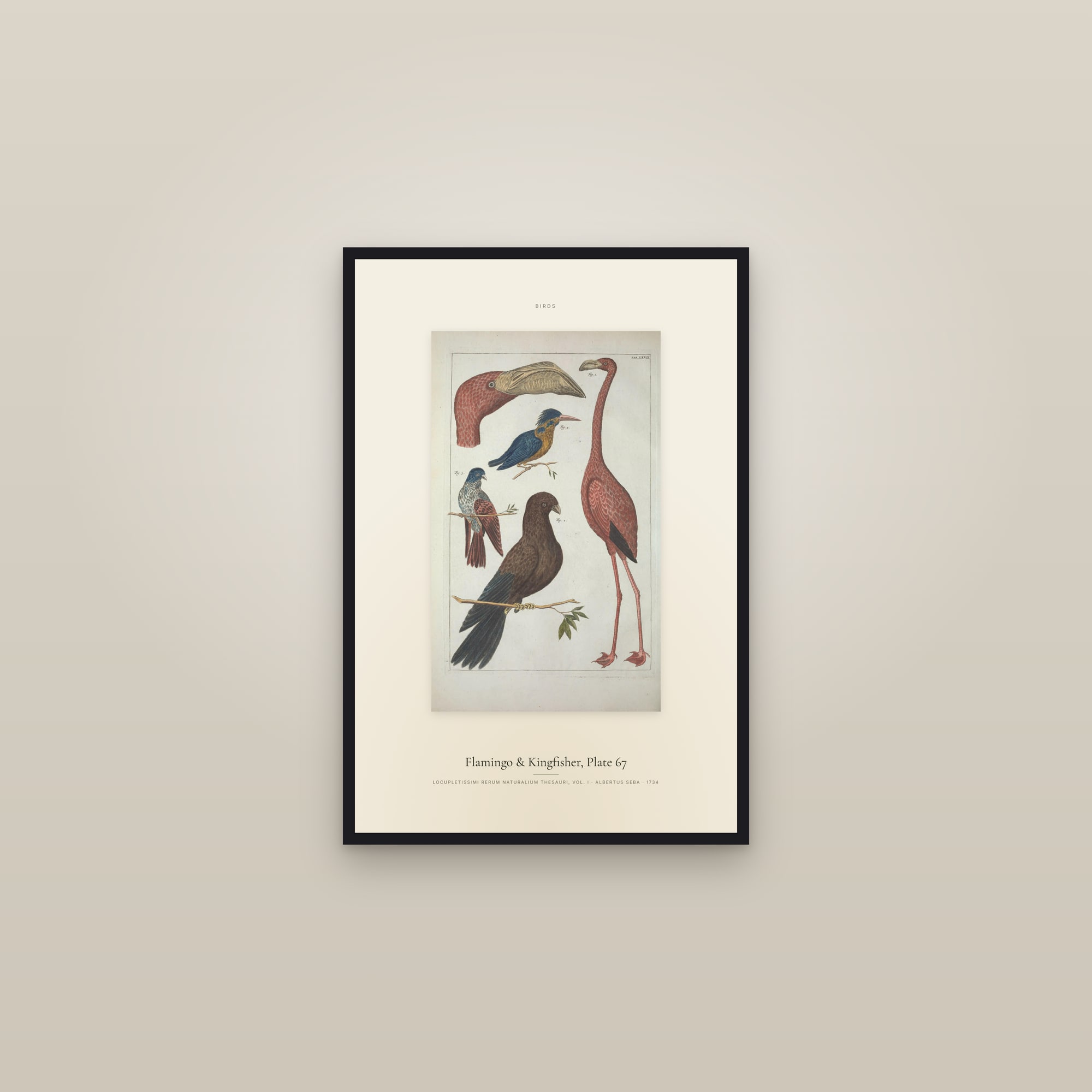 Flamingo & Kingfisher, Plate 67 — Specimen — framed in a gallery setting