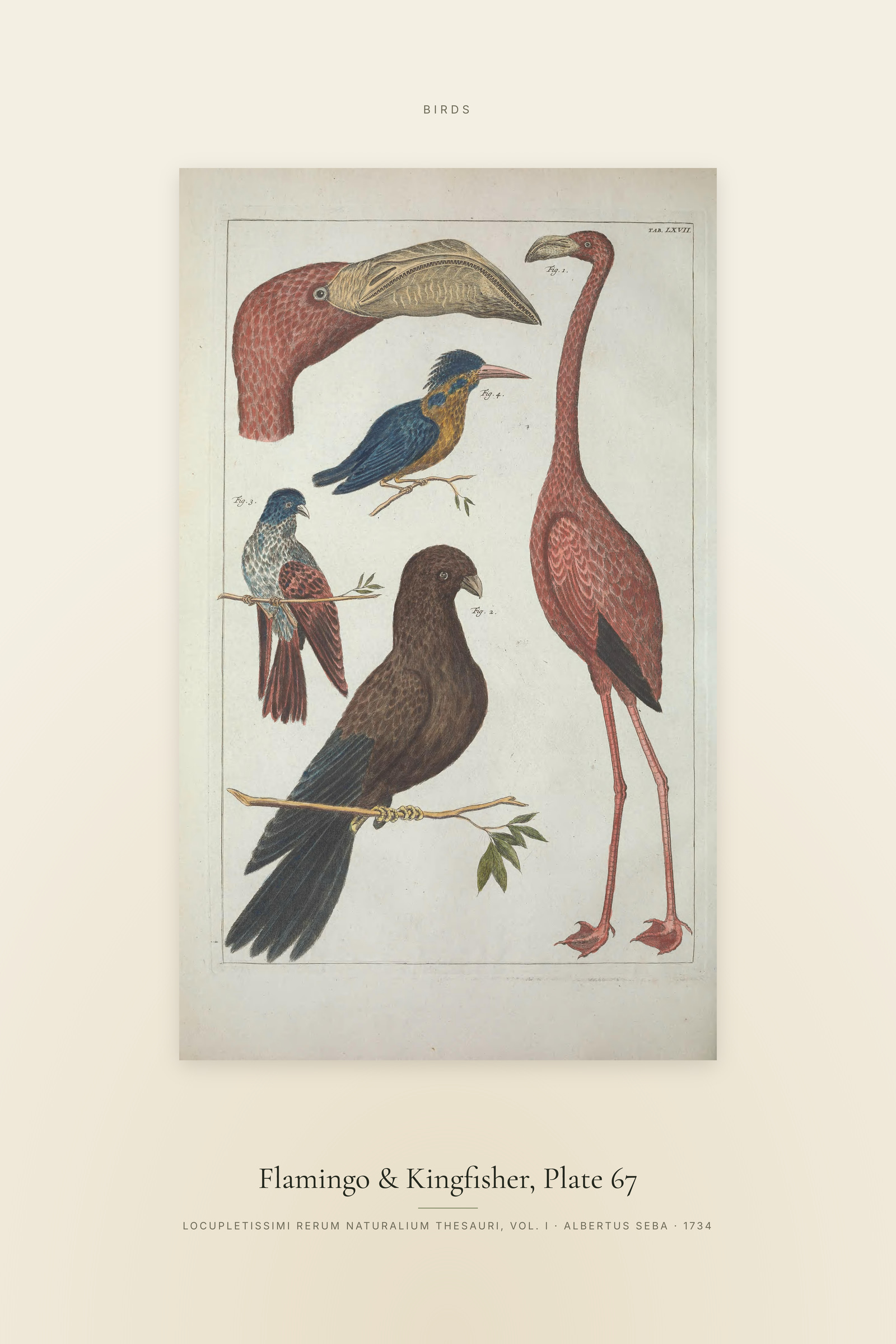 Flamingo & Kingfisher, Plate 67 — Specimen