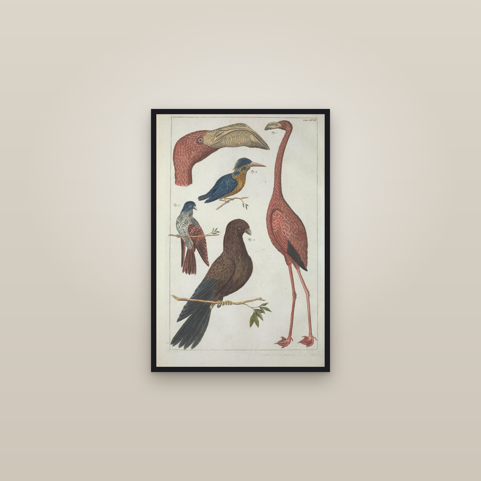 Flamingo & Kingfisher, Plate 67 — framed in a gallery setting