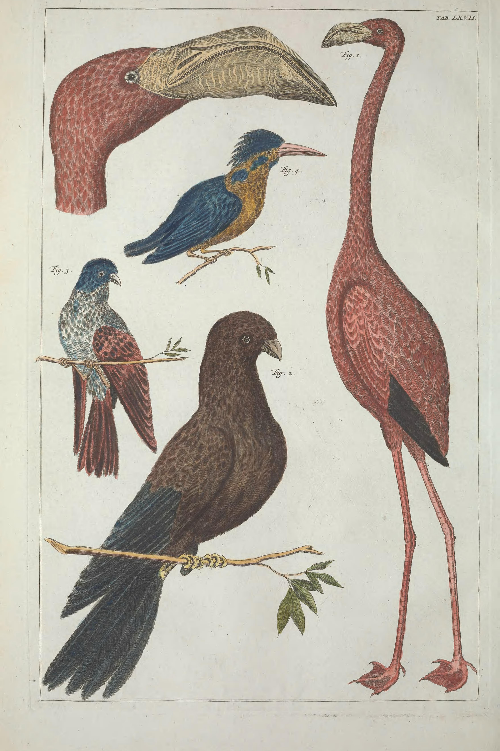 Flamingo & Kingfisher, Plate 67
