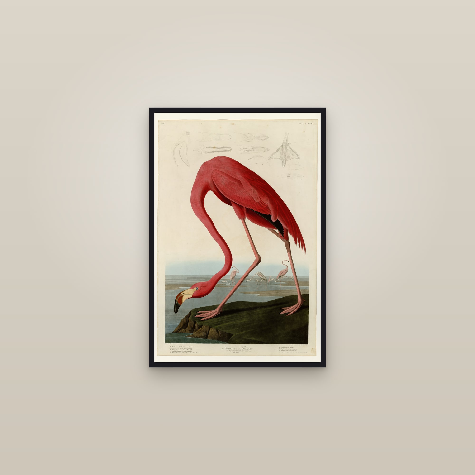 Framed vintage American flamingo print