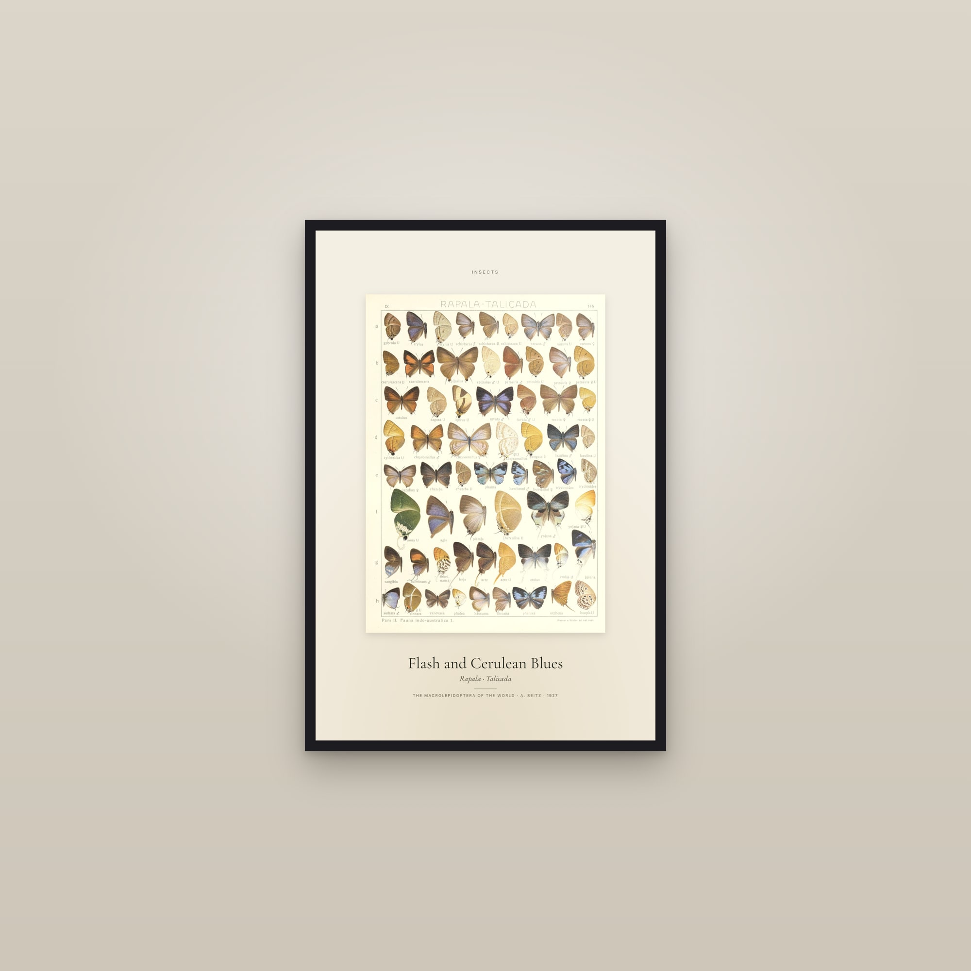 Flash and Cerulean Blues — Specimen — framed in a gallery setting