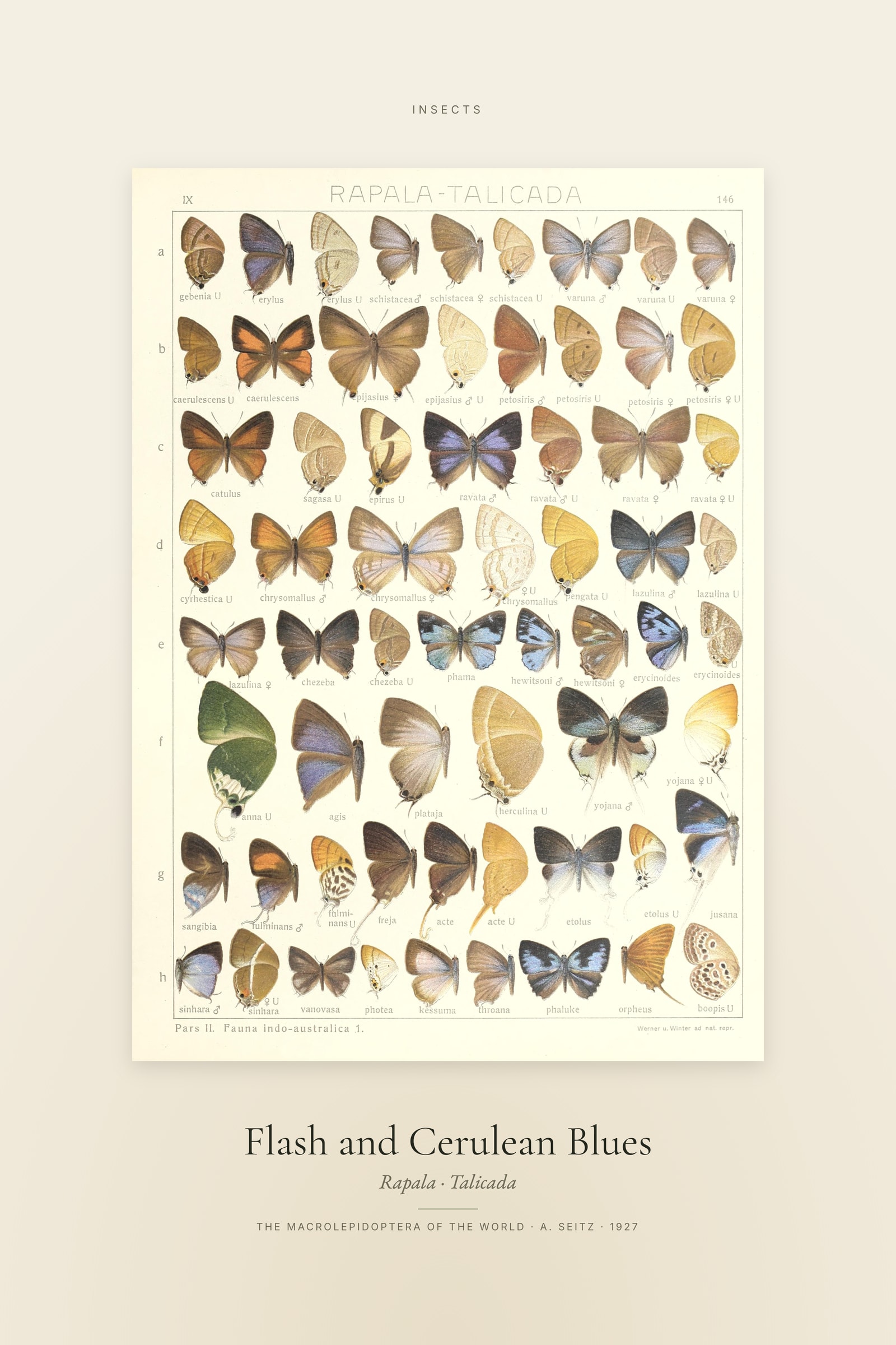 Flash and Cerulean Blues — Specimen