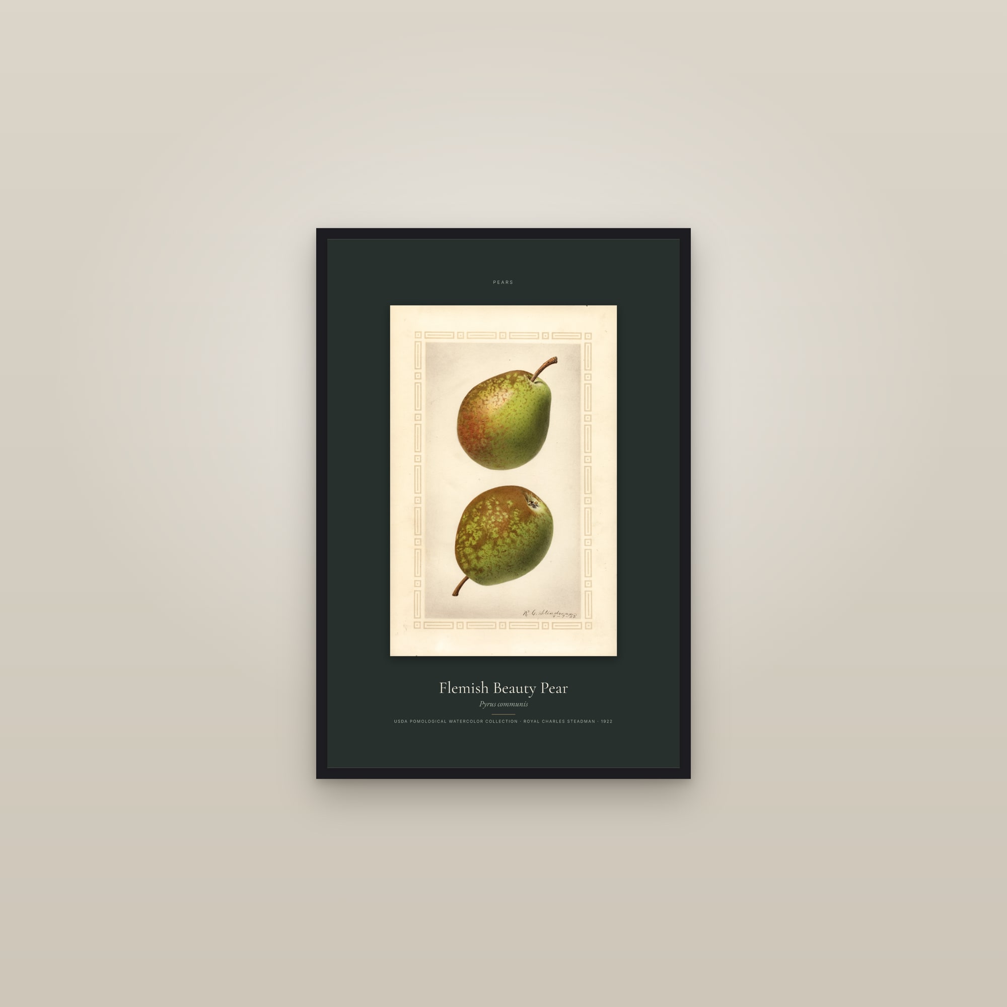 Flemish Beauty Pear — Specimen — framed in a gallery setting