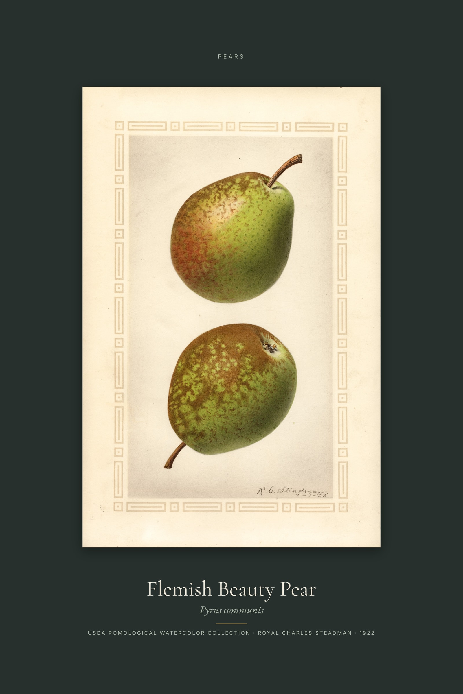 Flemish Beauty Pear — Specimen
