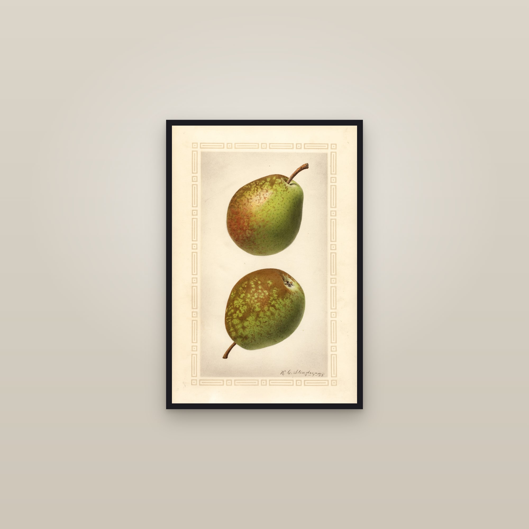 Flemish Beauty Pear — framed in a gallery setting