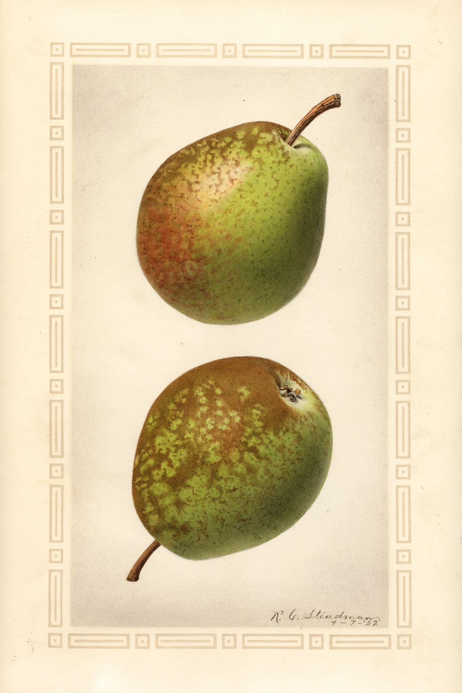 Flemish Beauty Pear