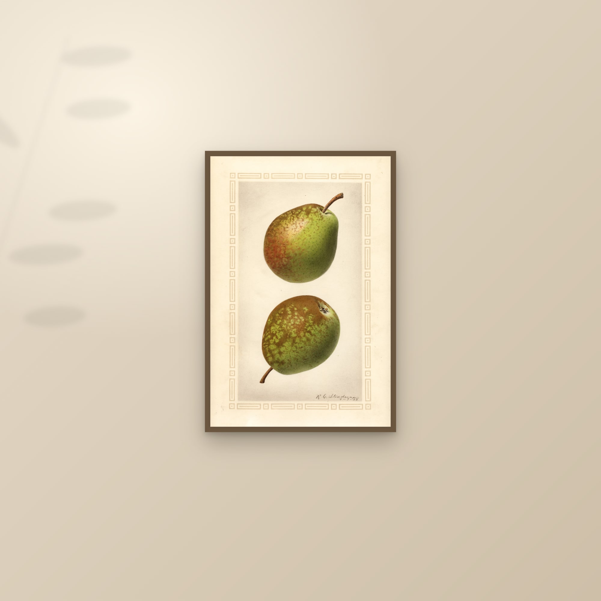 Flemish Beauty Pear — framed and styled on a sunlit wall