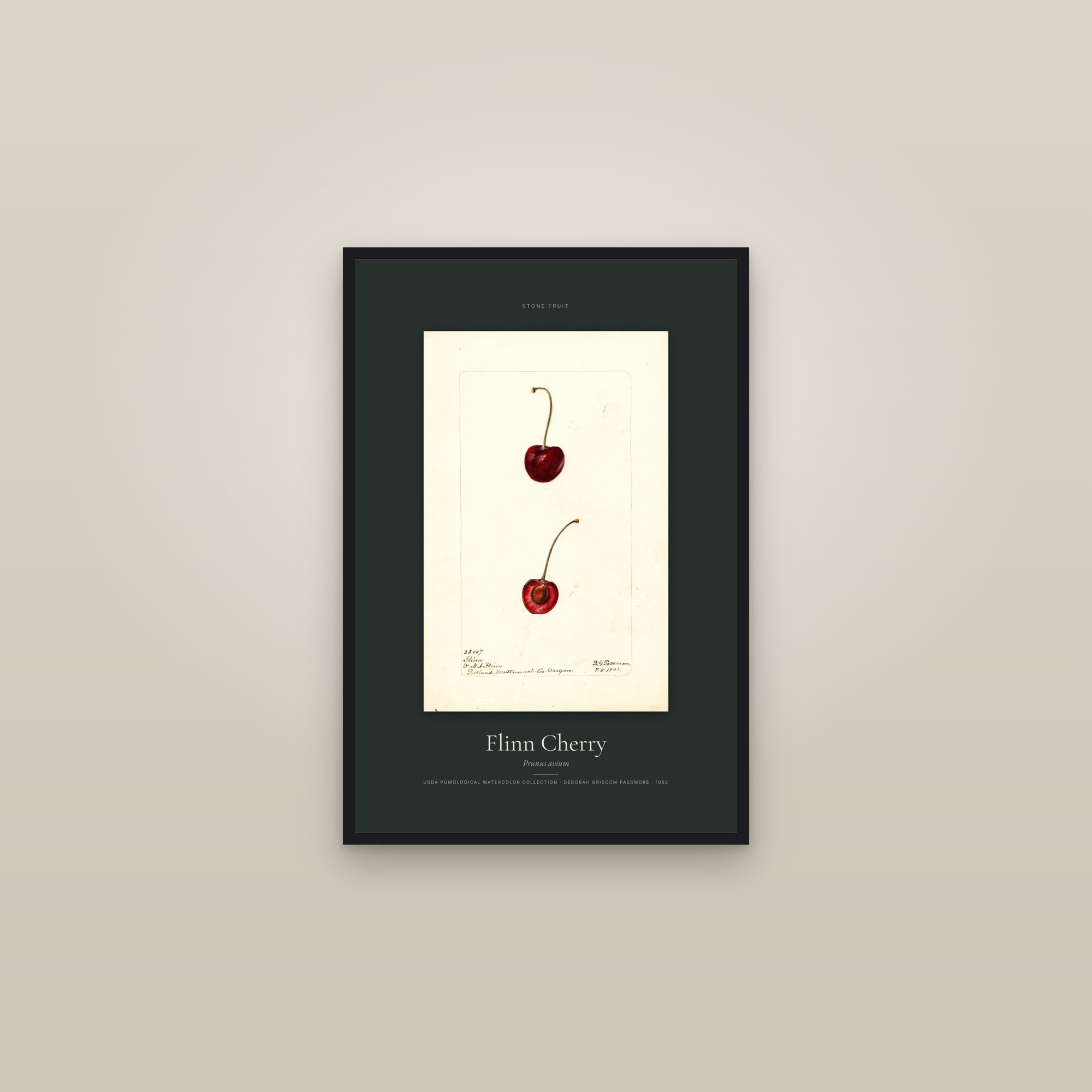 Flinn Cherry — Specimen — framed in a gallery setting