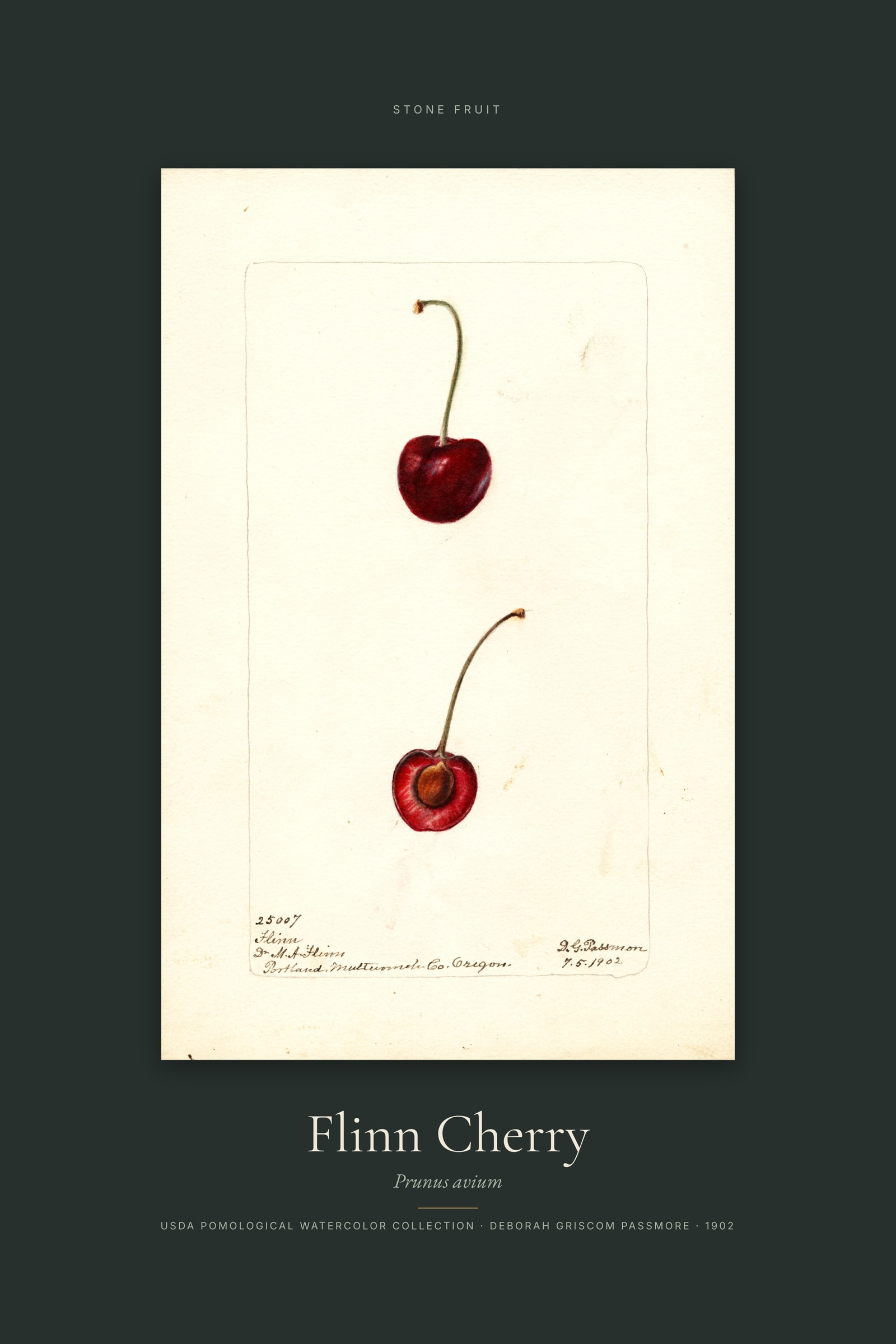 Flinn Cherry — Specimen