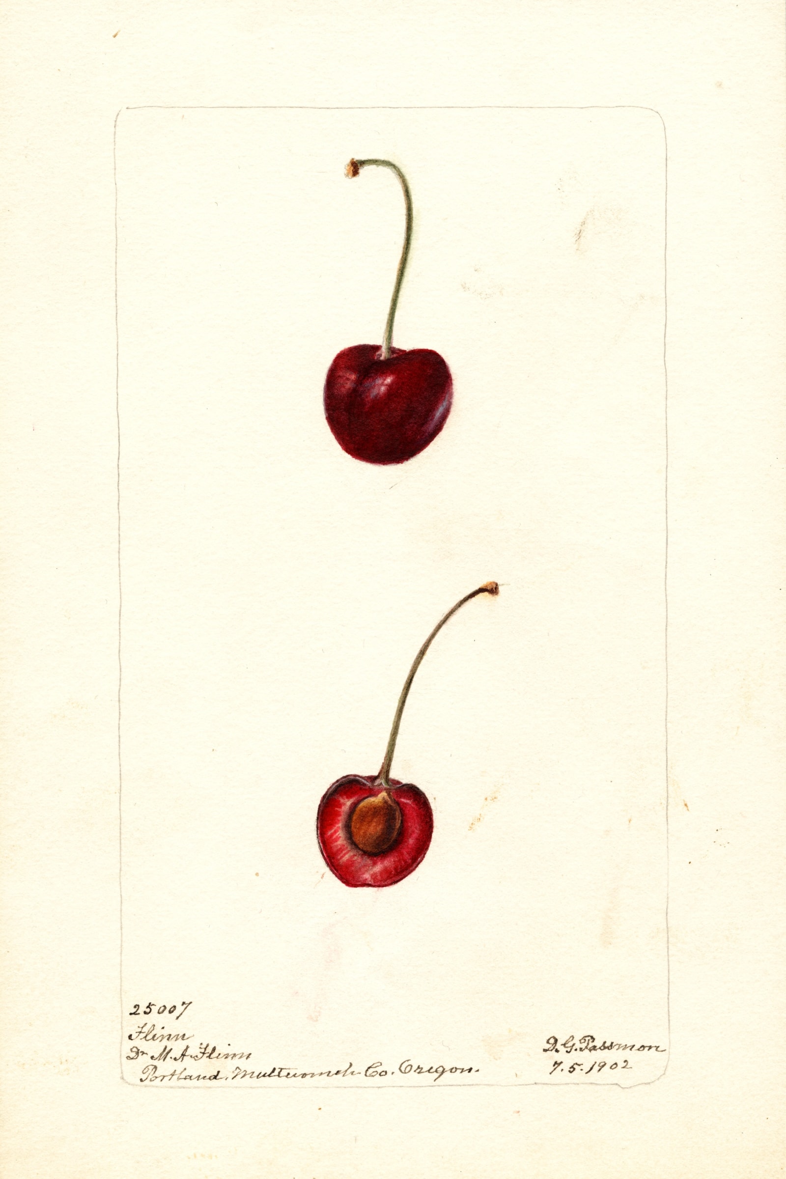 Flinn Cherry
