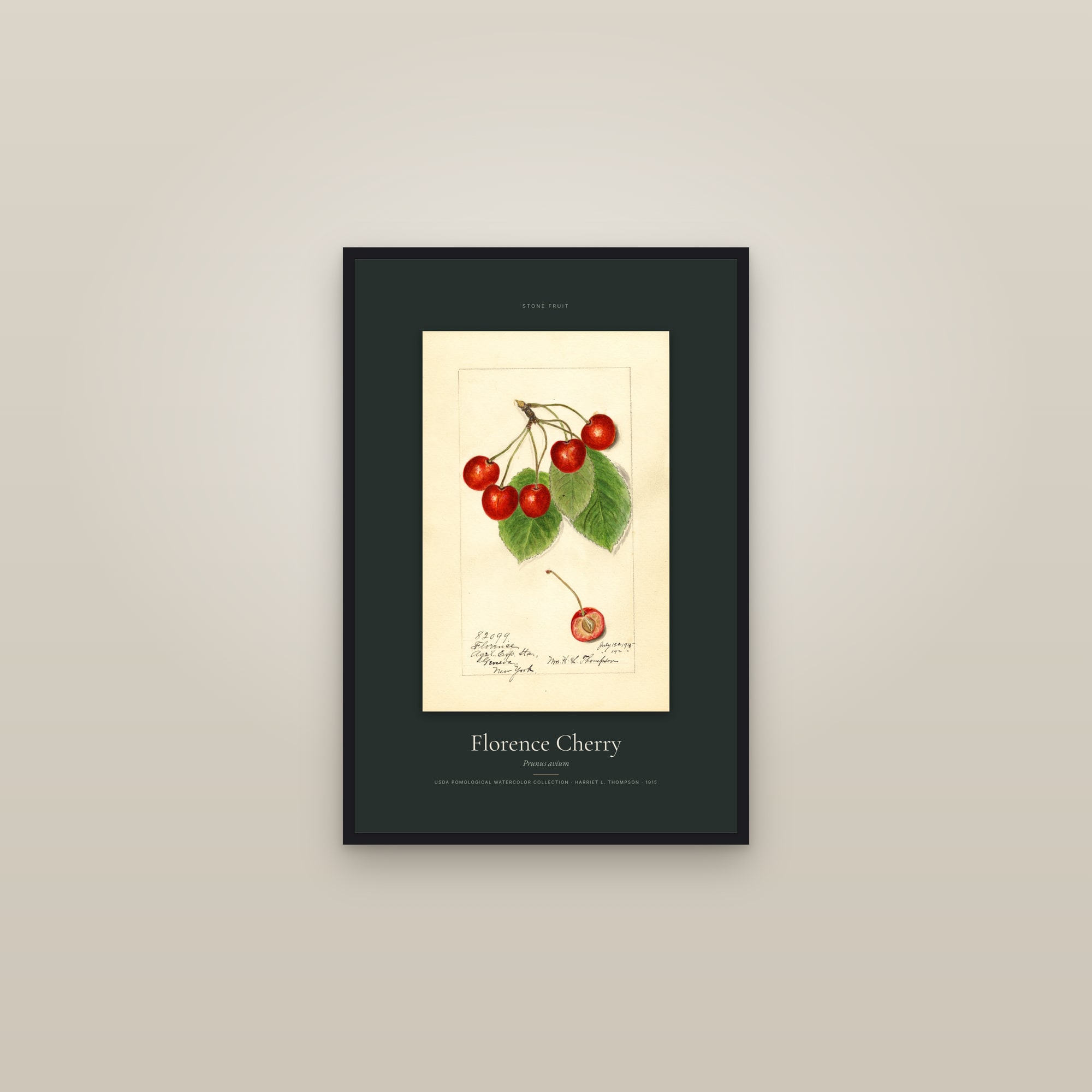 Florence Cherry — Specimen — framed in a gallery setting