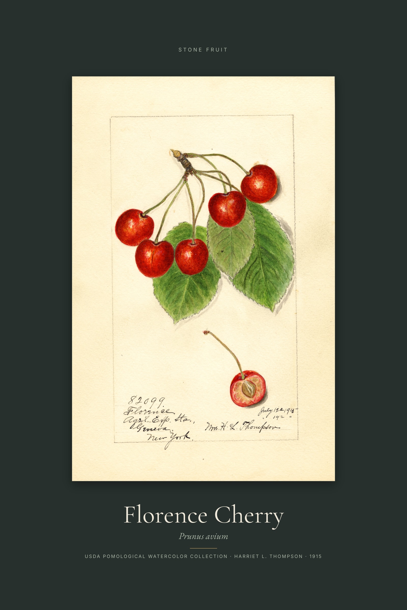 Florence Cherry — Specimen