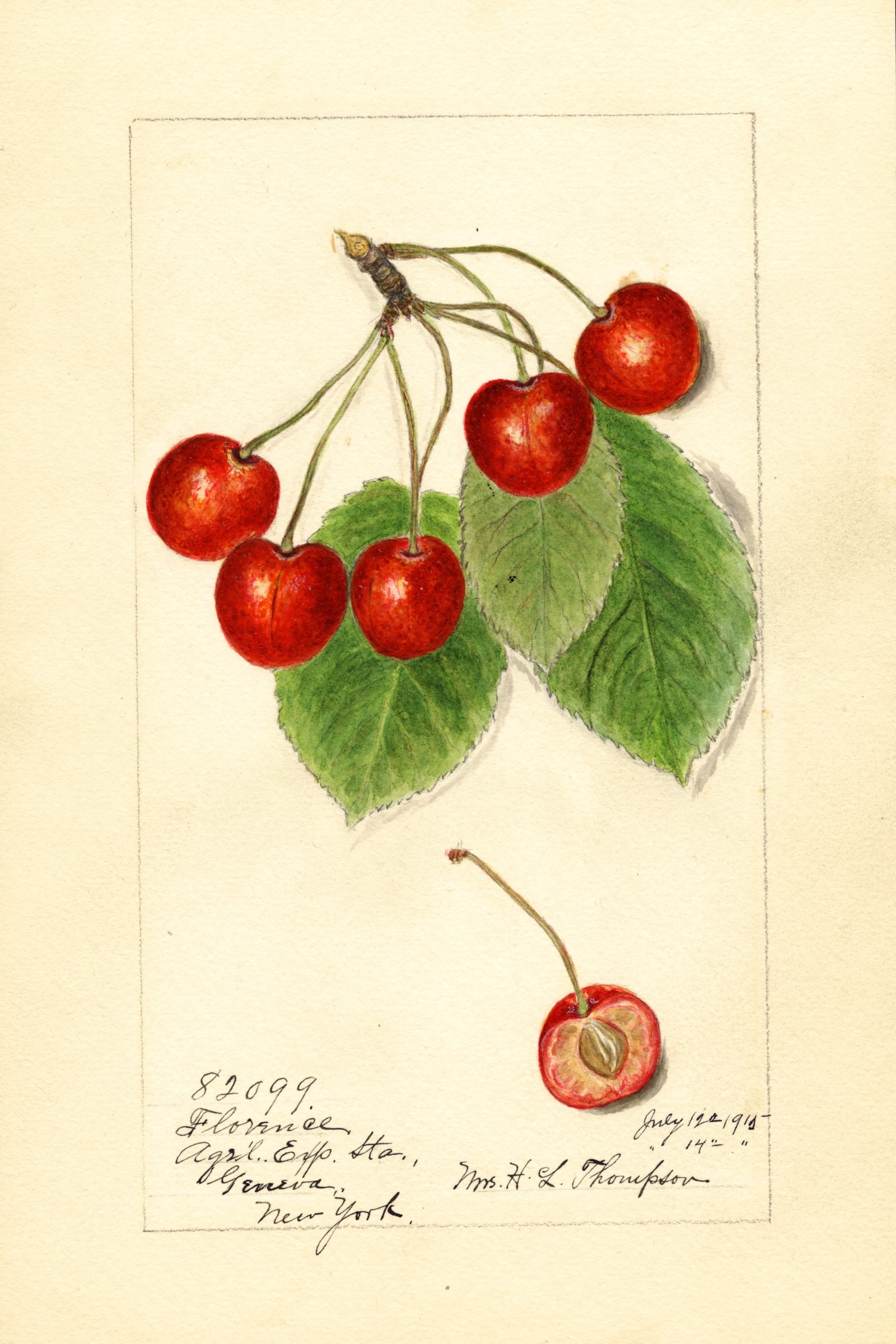Florence Cherry