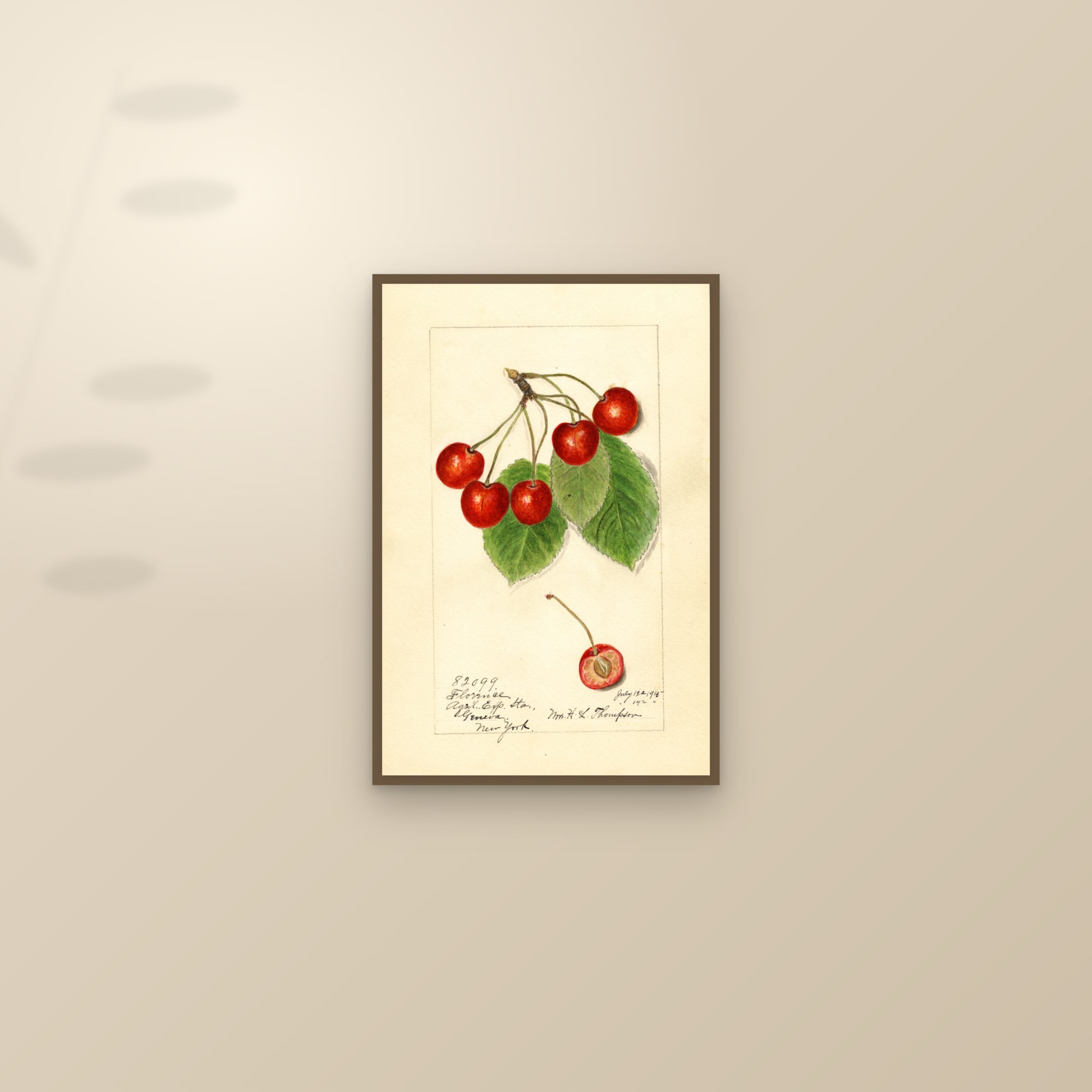 Florence Cherry — framed and styled on a sunlit wall