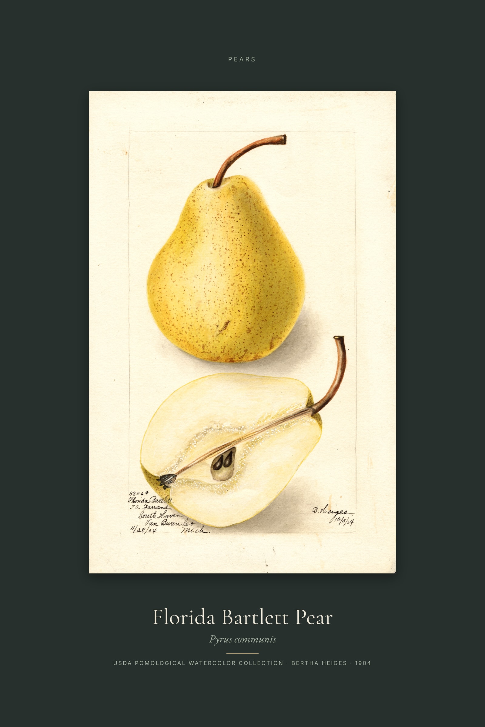 Florida Bartlett Pear — Specimen