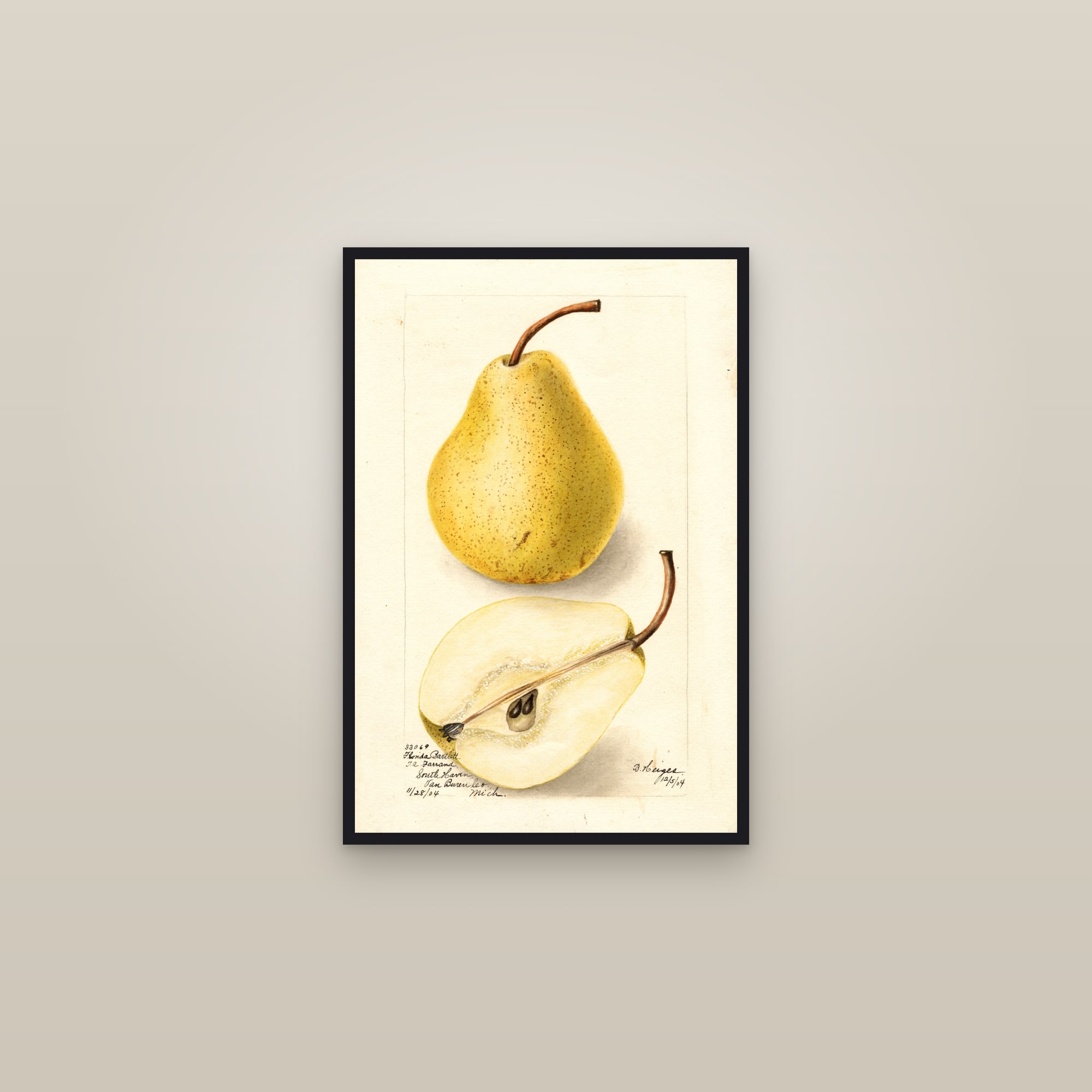 Florida Bartlett Pear — framed in a gallery setting
