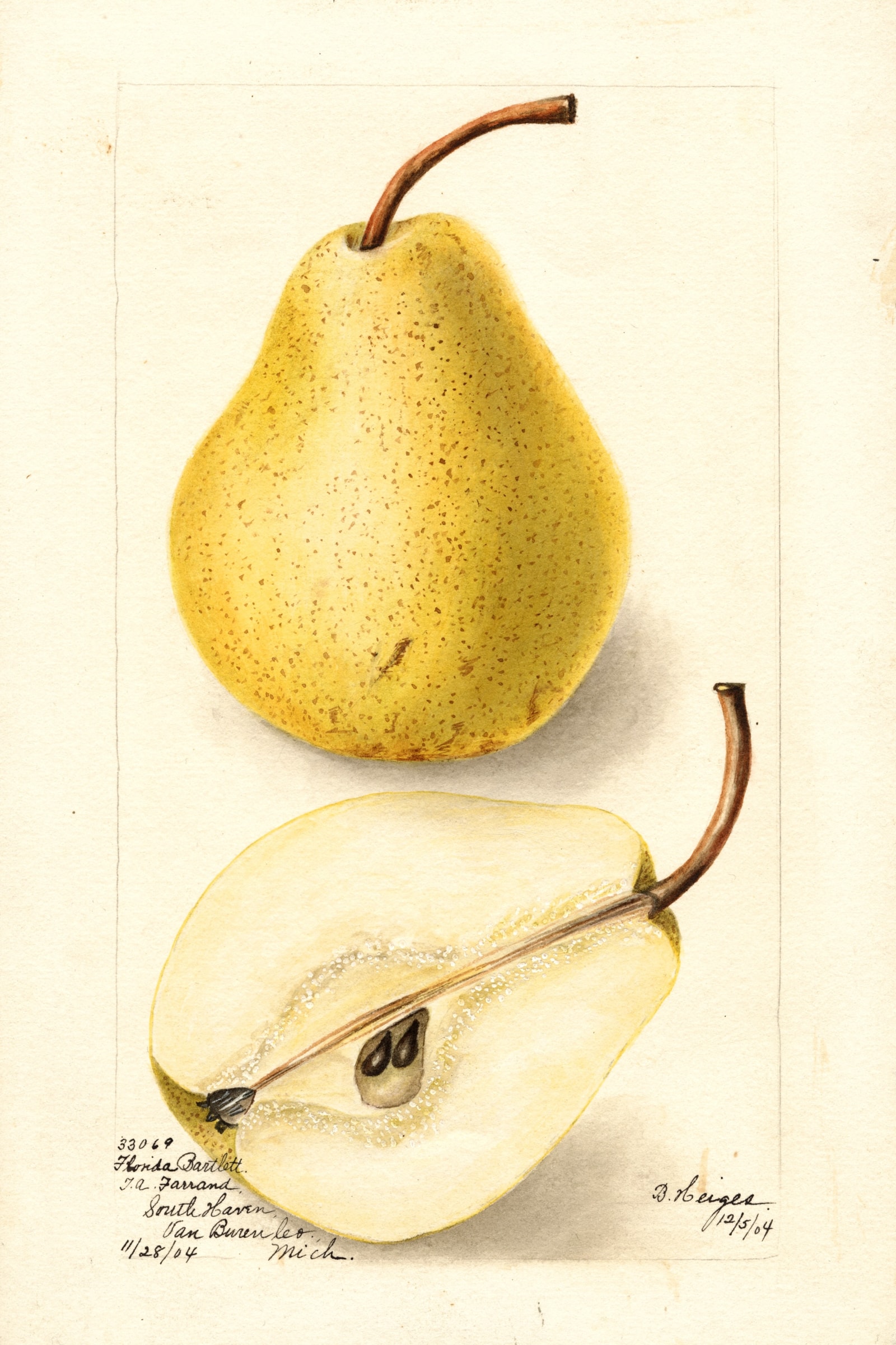 Florida Bartlett Pear