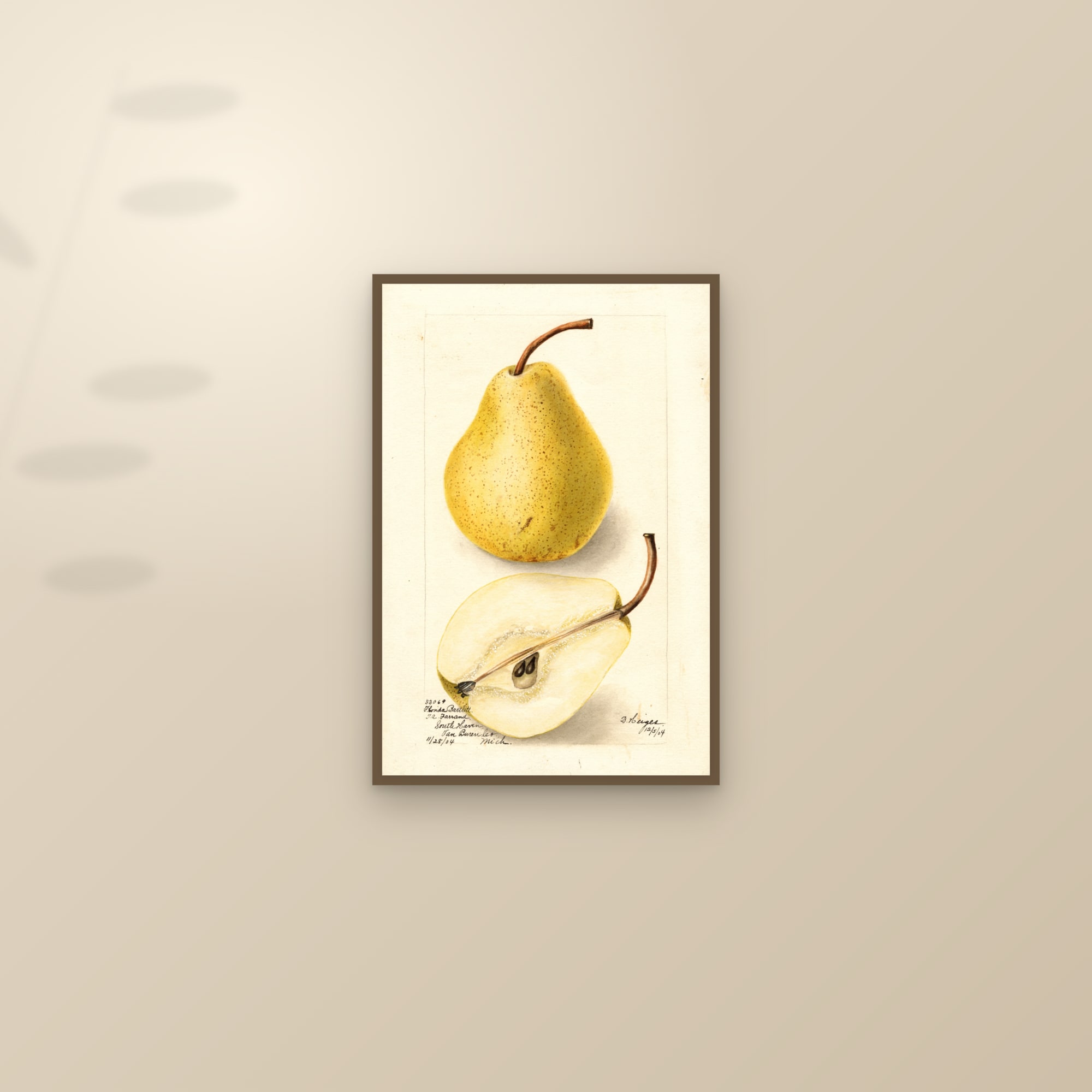 Florida Bartlett Pear — framed and styled on a sunlit wall