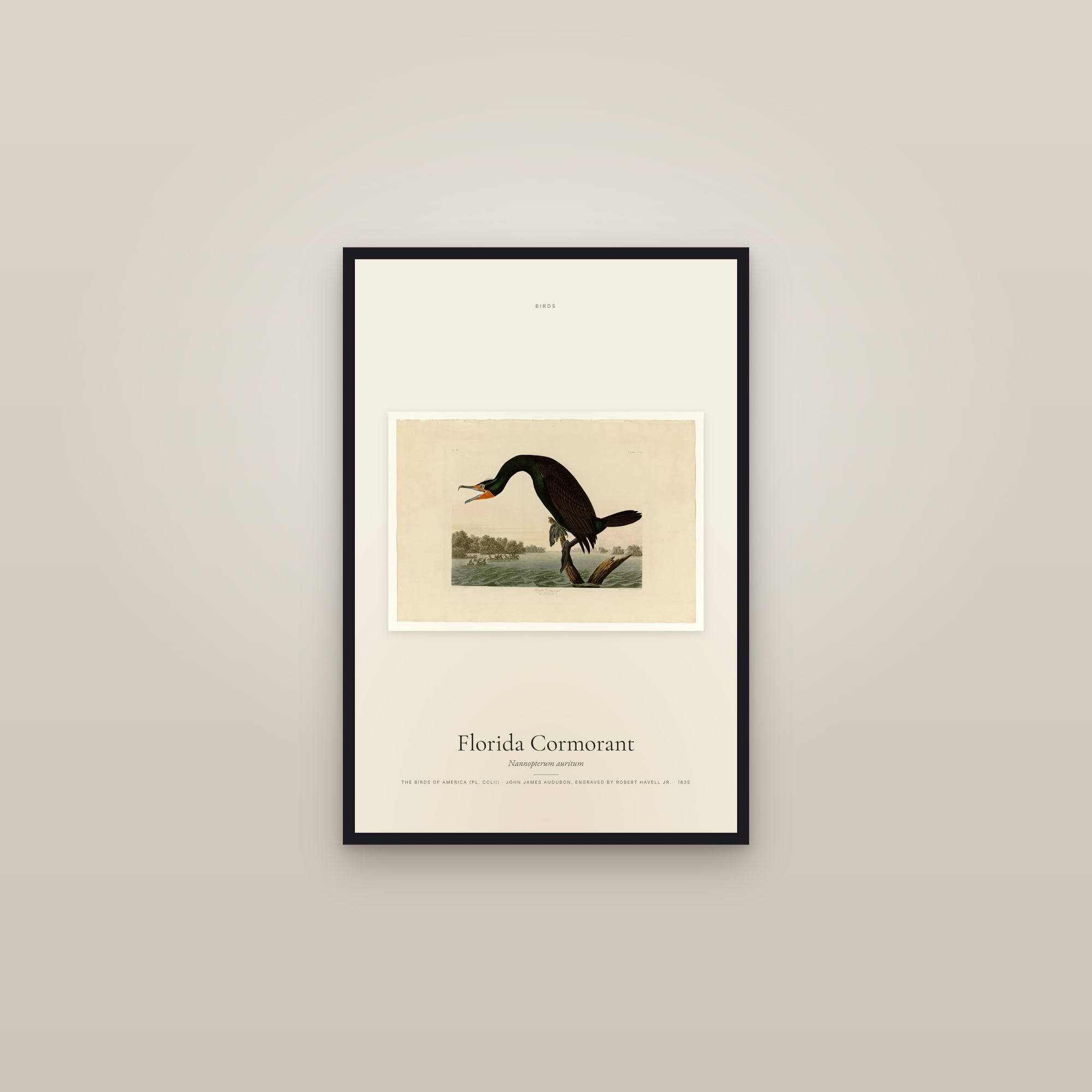 Florida Cormorant — framed in a gallery setting