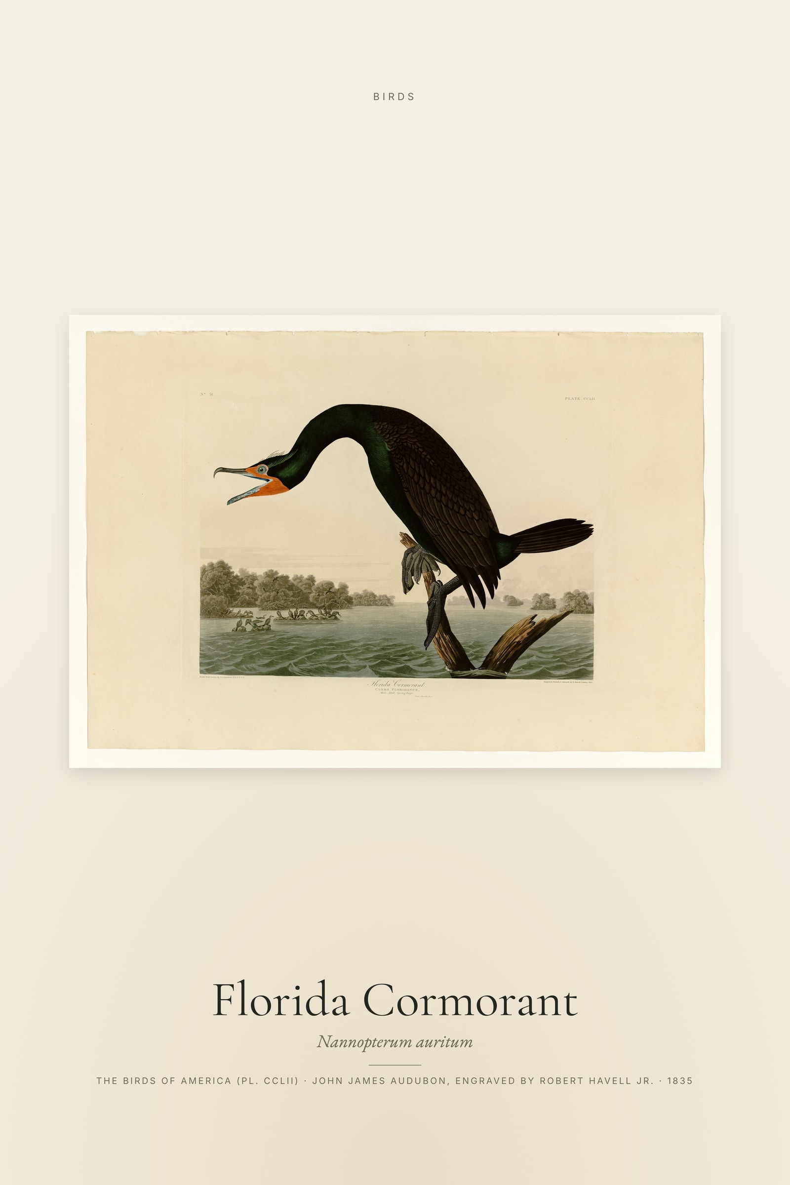 Florida Cormorant