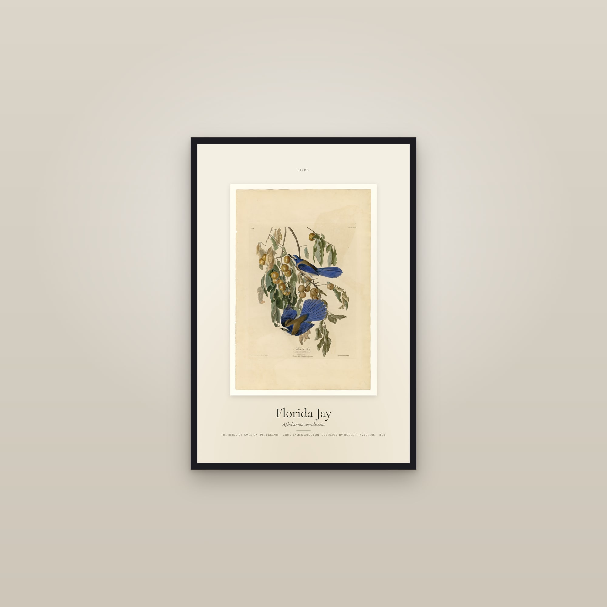 Florida Jay — Specimen — framed in a gallery setting