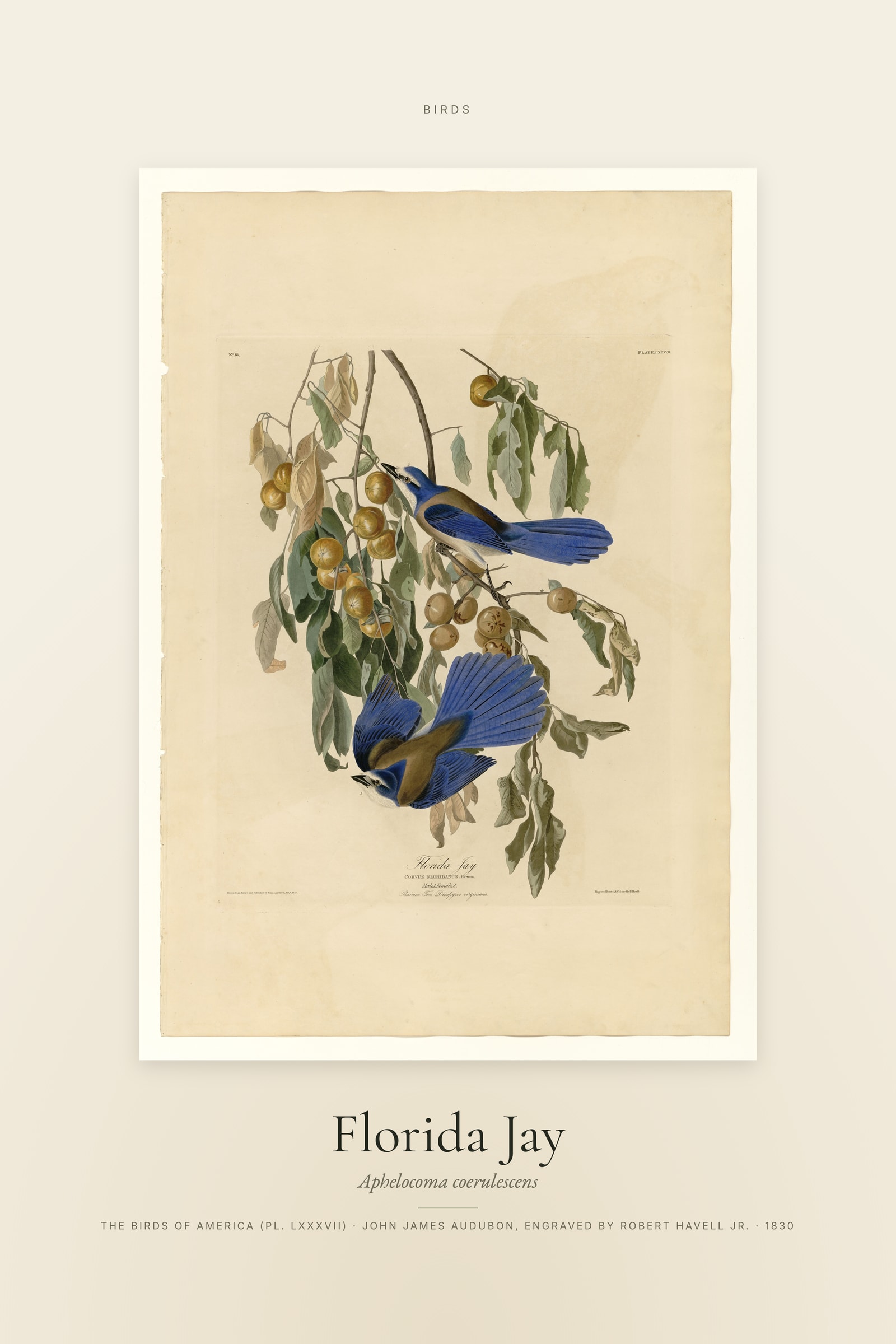 Florida Jay — Specimen