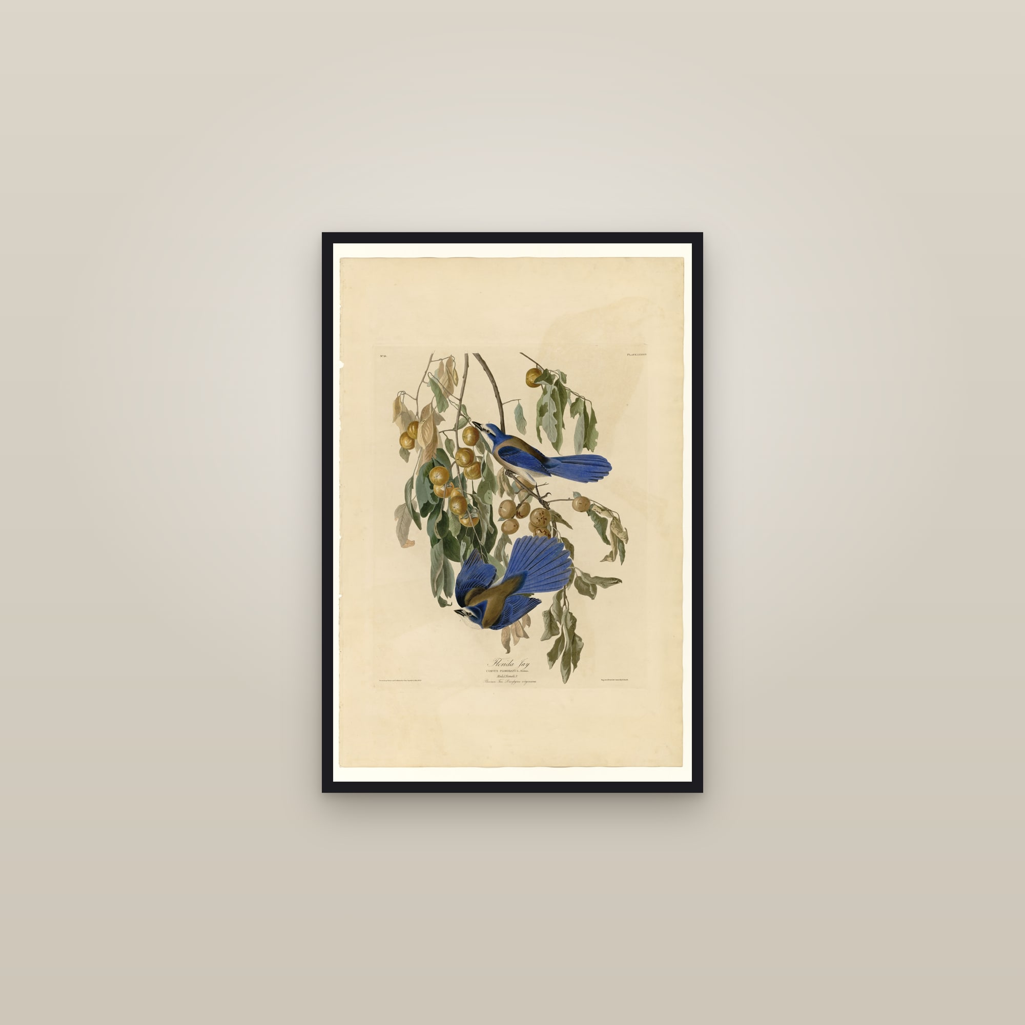Florida Jay — framed in a gallery setting