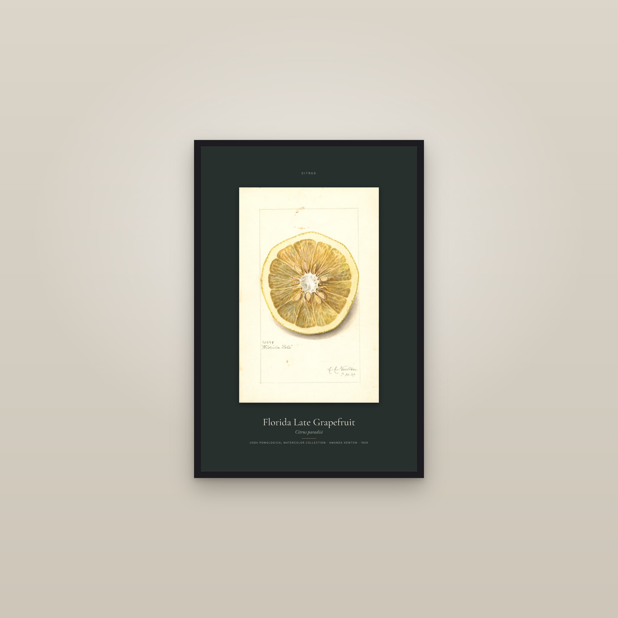 Florida Late Grapefruit — Specimen — framed in a gallery setting