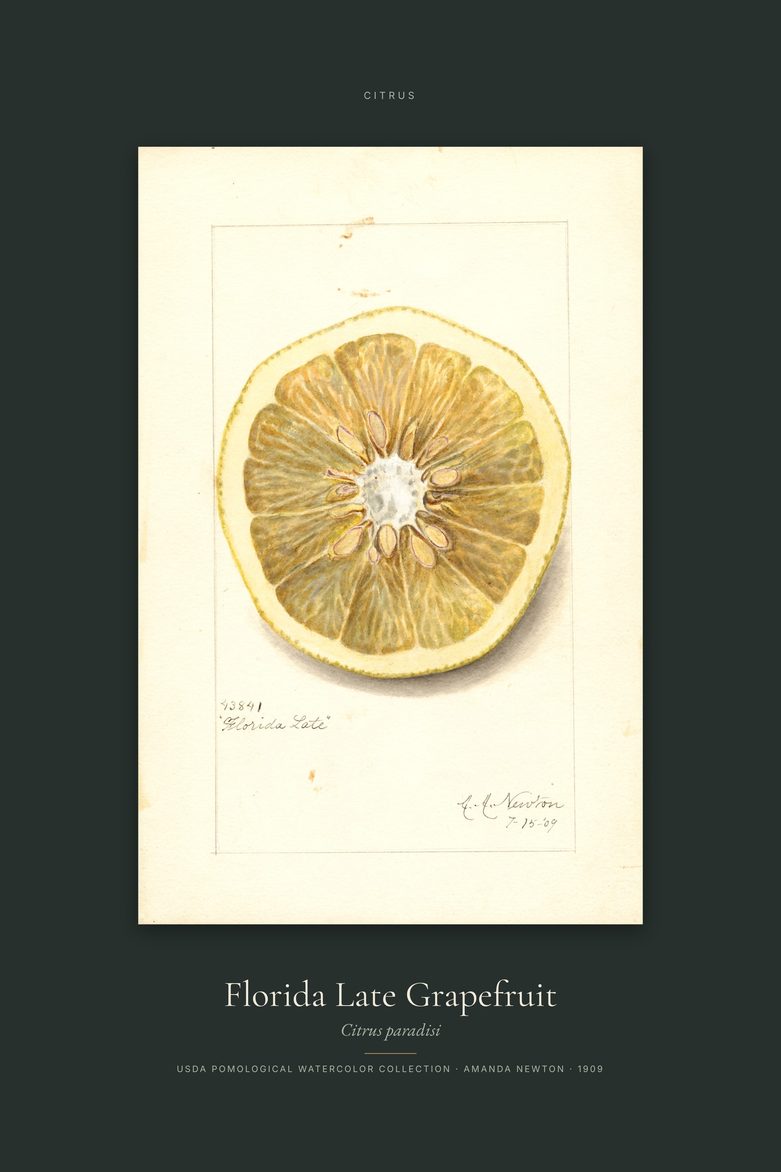 Florida Late Grapefruit — Specimen