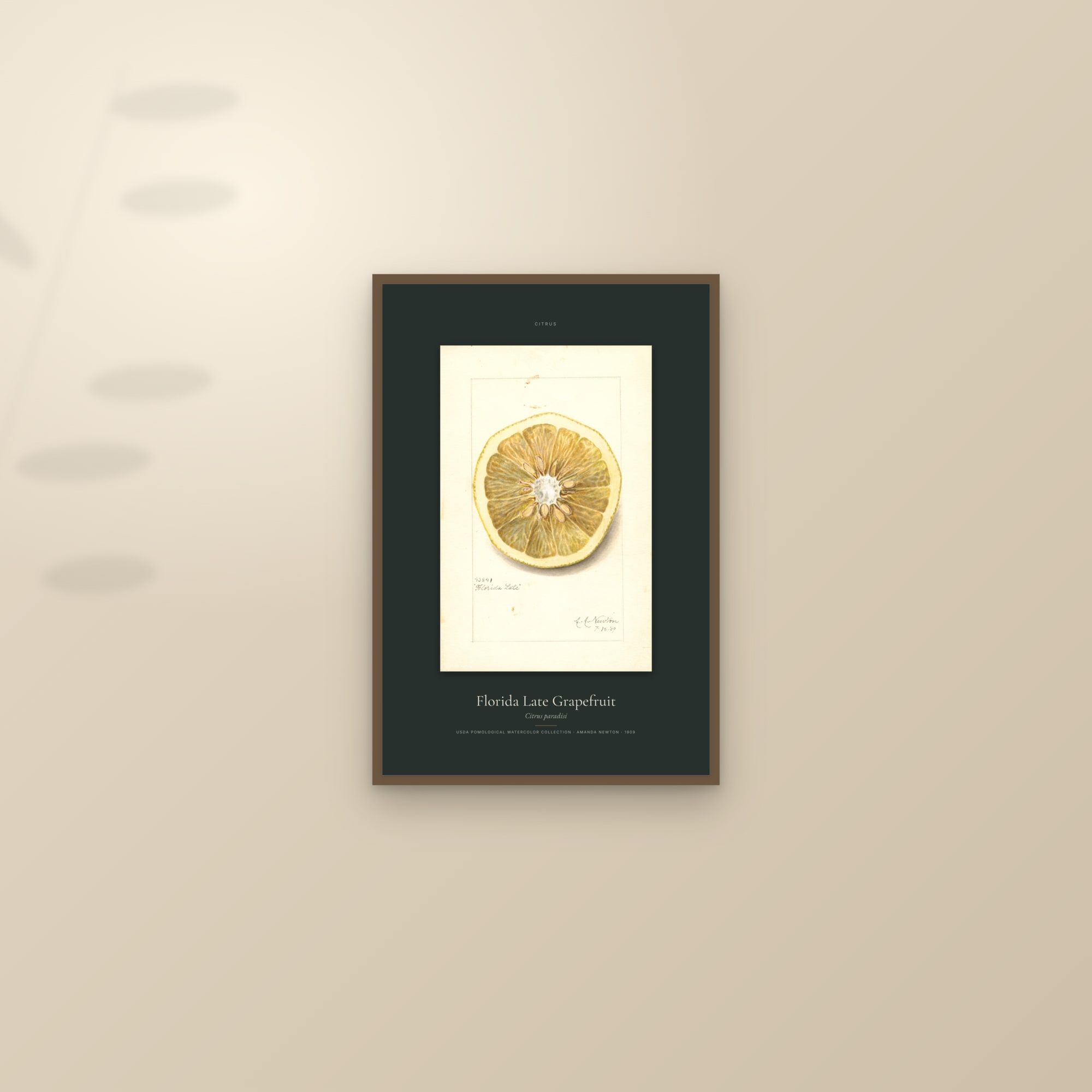 Florida Late Grapefruit — Specimen — framed and styled on a sunlit wall