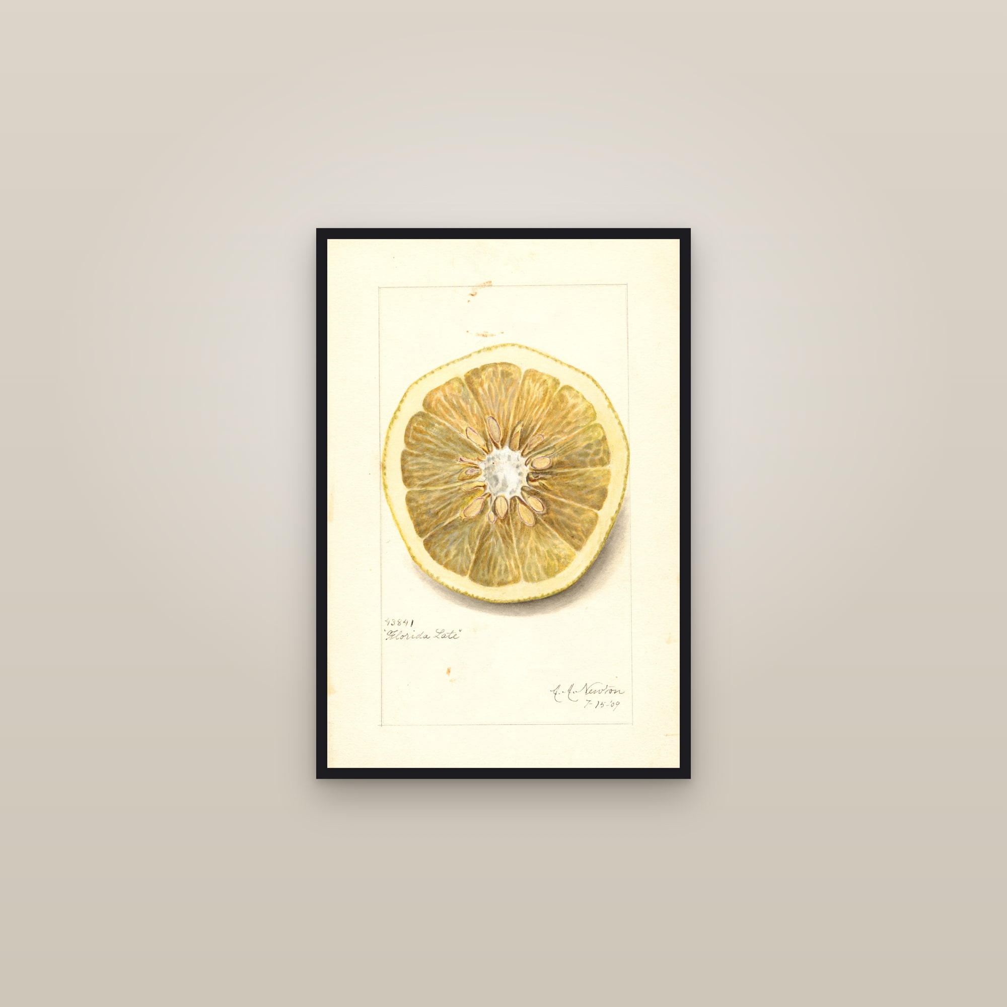 Florida Late Grapefruit — framed in a gallery setting
