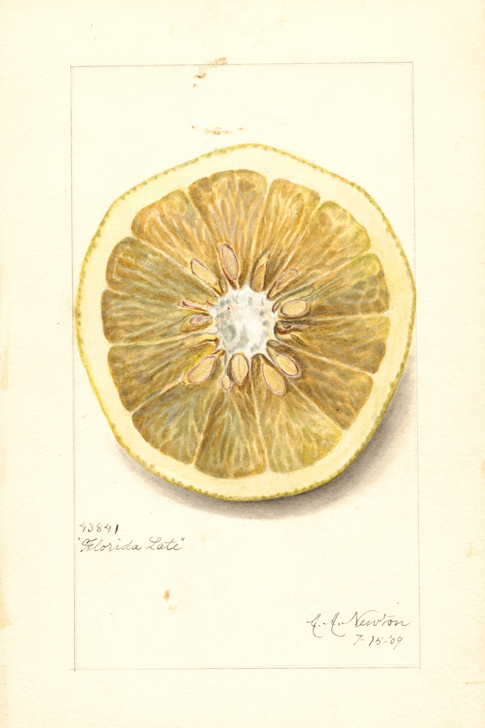 Florida Late Grapefruit
