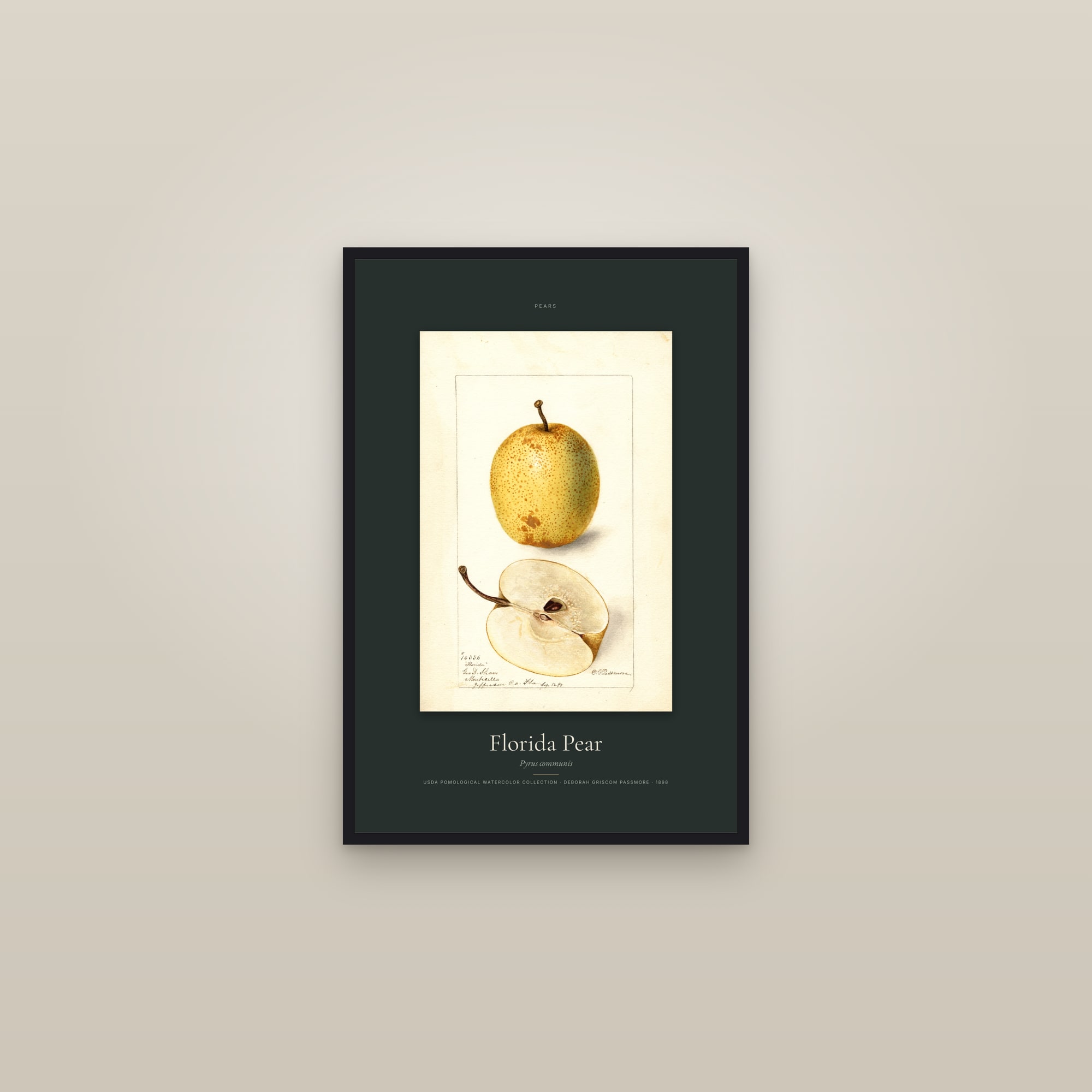 Florida Pear — Specimen — framed in a gallery setting