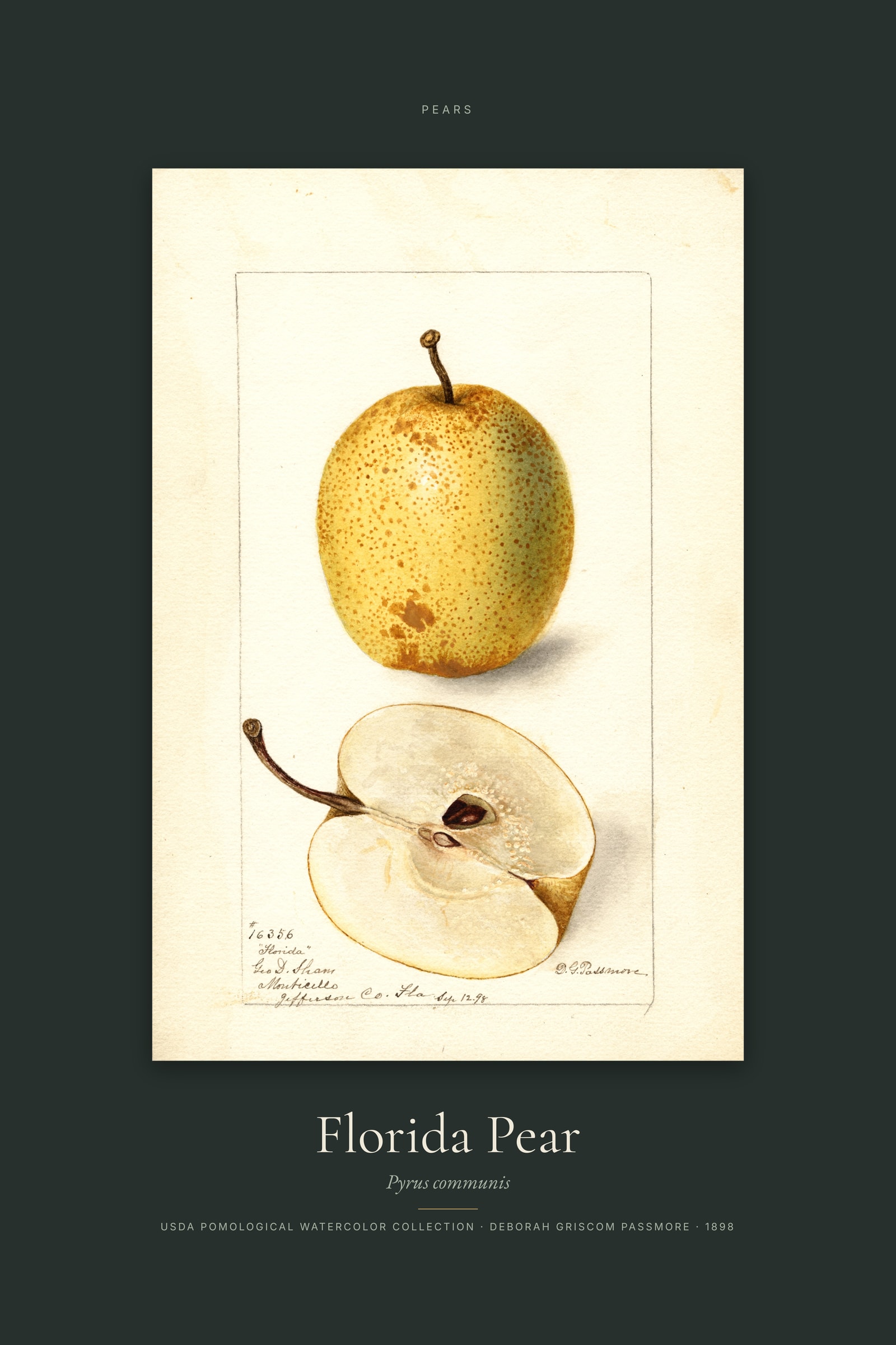 Florida Pear — Specimen