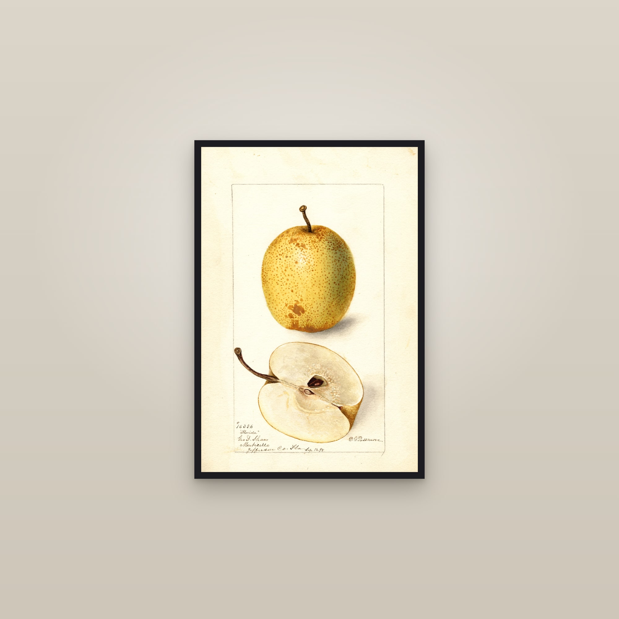 Florida Pear — framed in a gallery setting