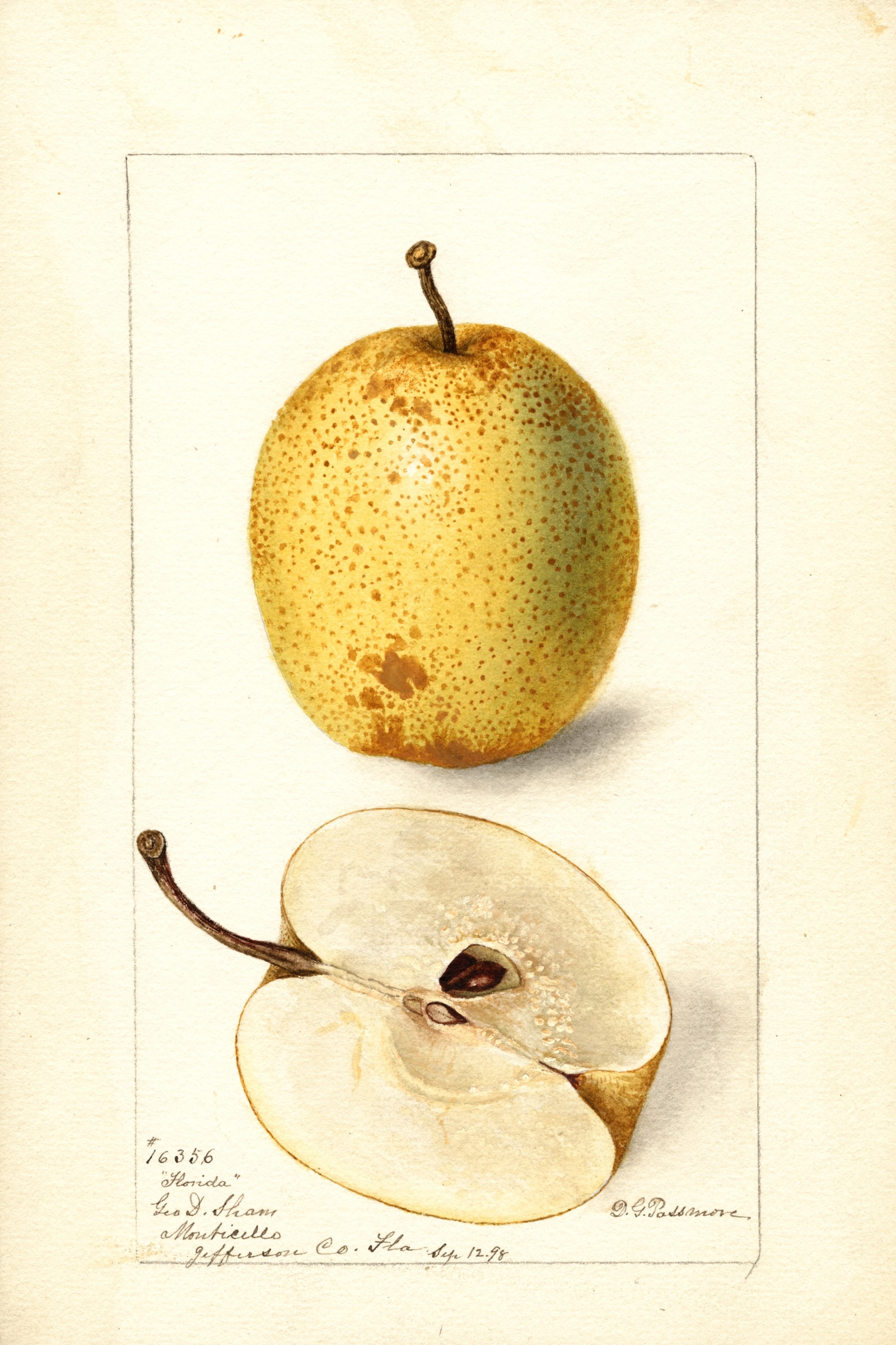 Florida Pear