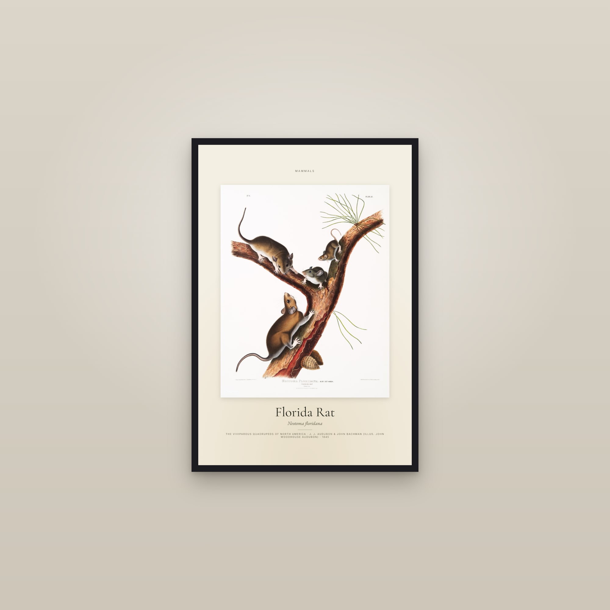 Florida Rat — Specimen — framed in a gallery setting