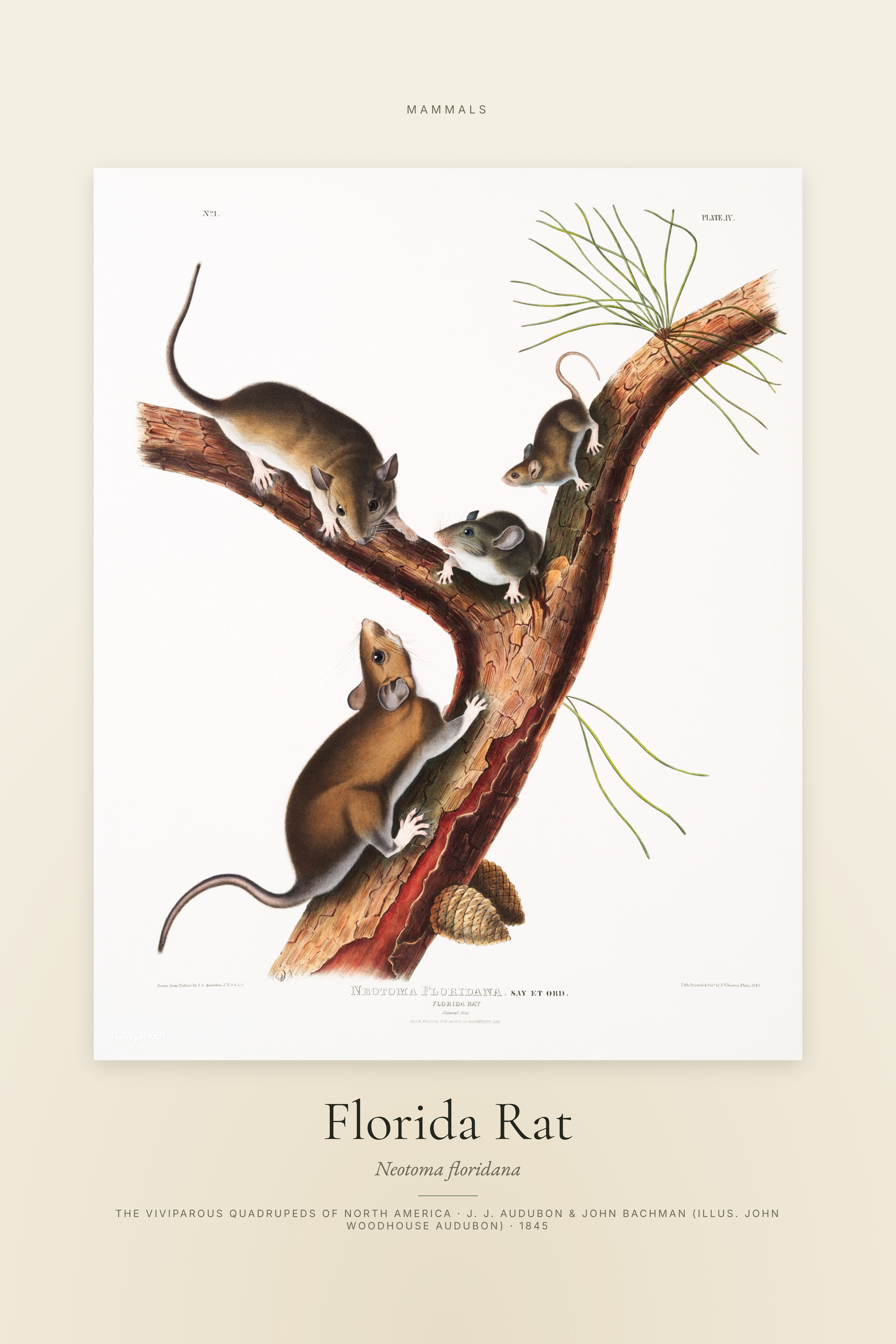 Florida Rat — Specimen