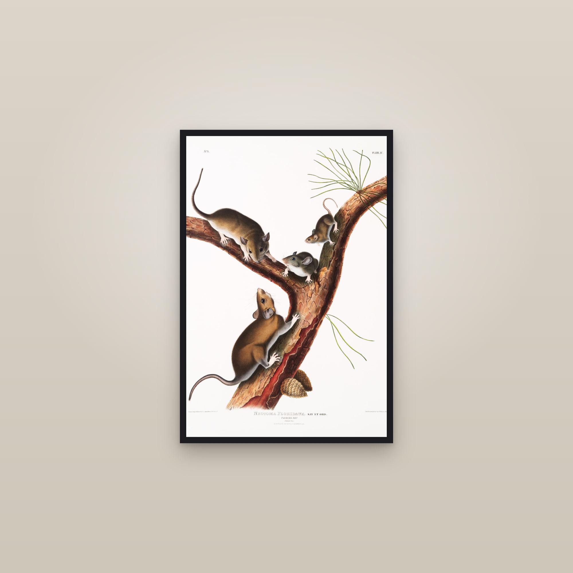 Florida Rat — framed in a gallery setting