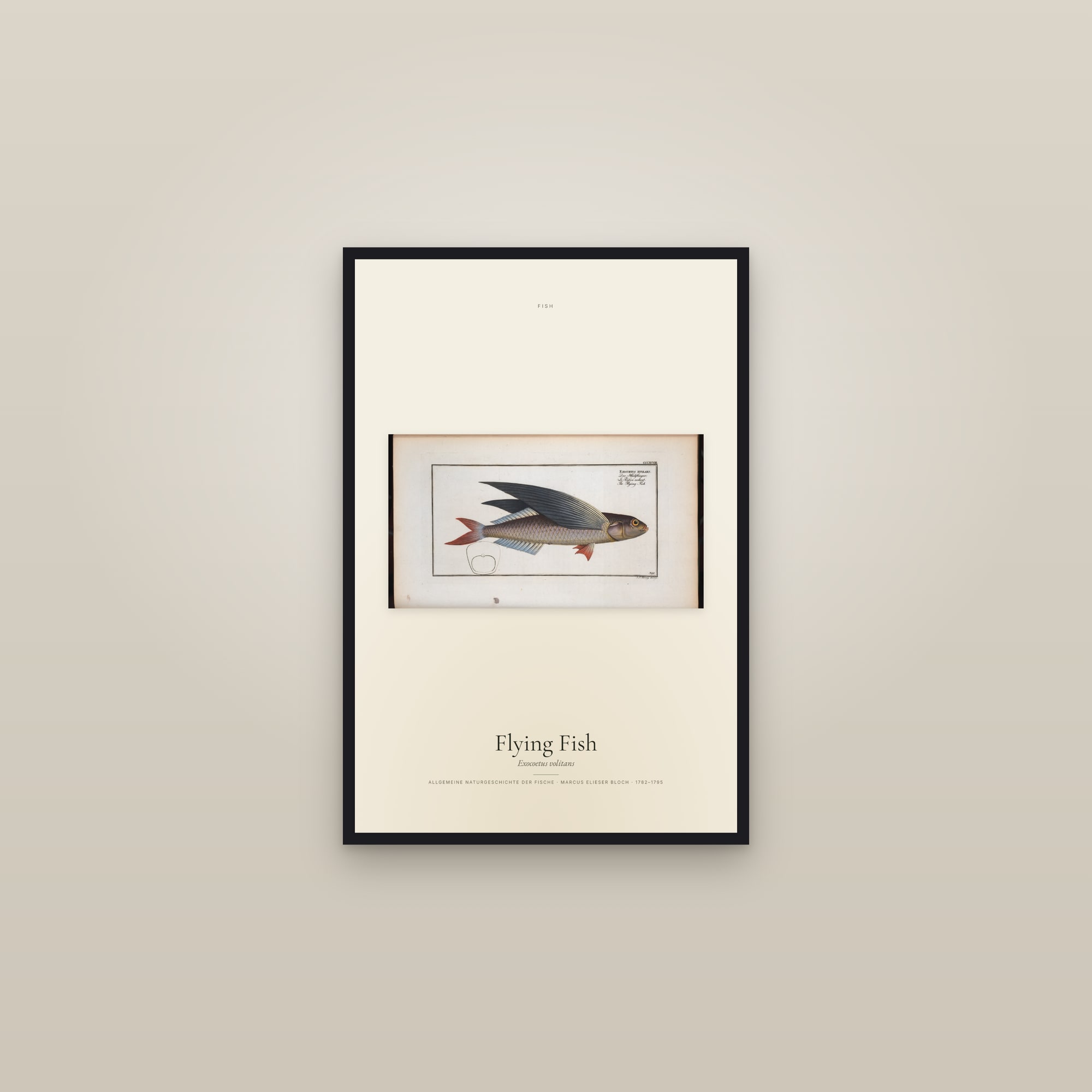 Flying Fish — framed in a gallery setting