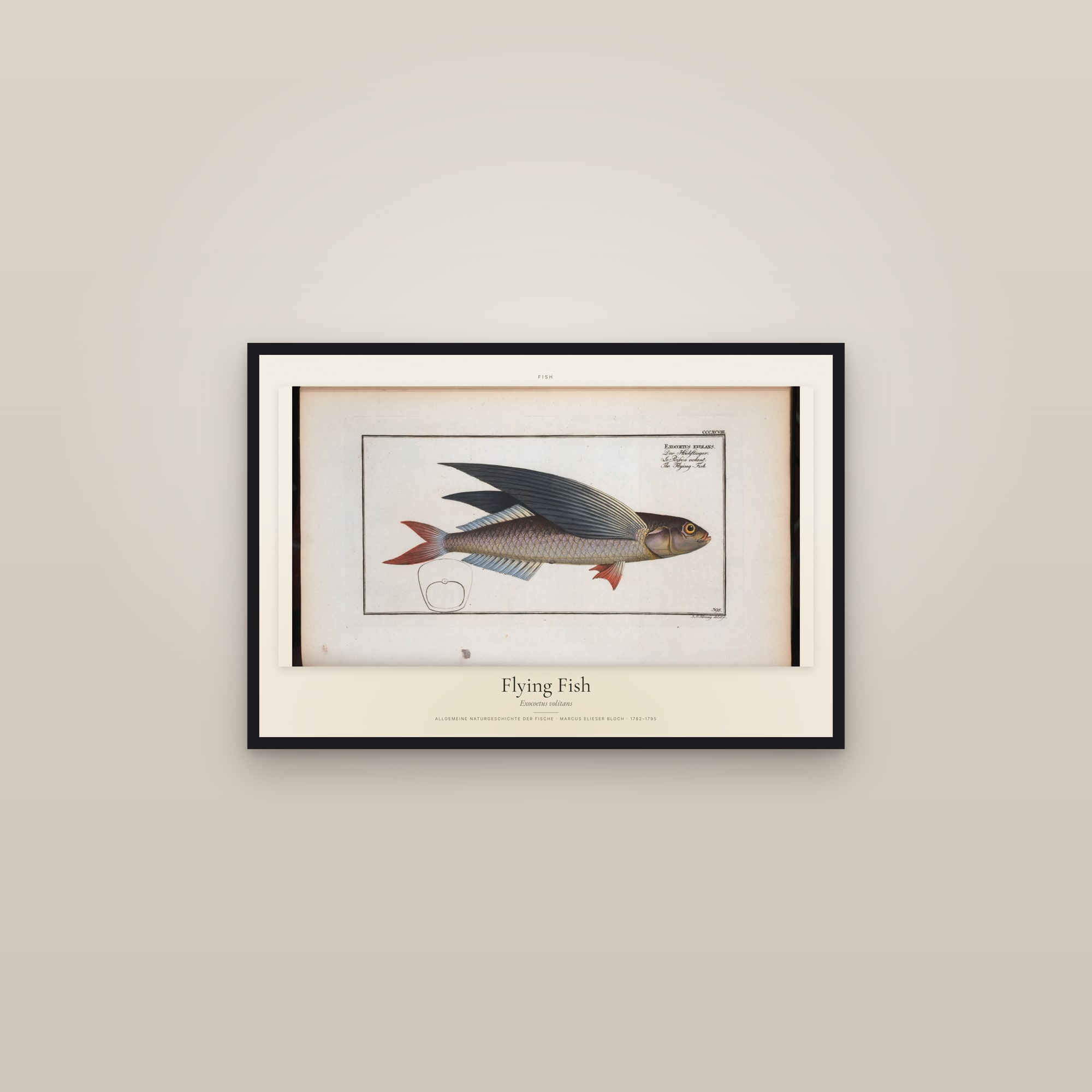 Flying Fish — framed in a gallery setting