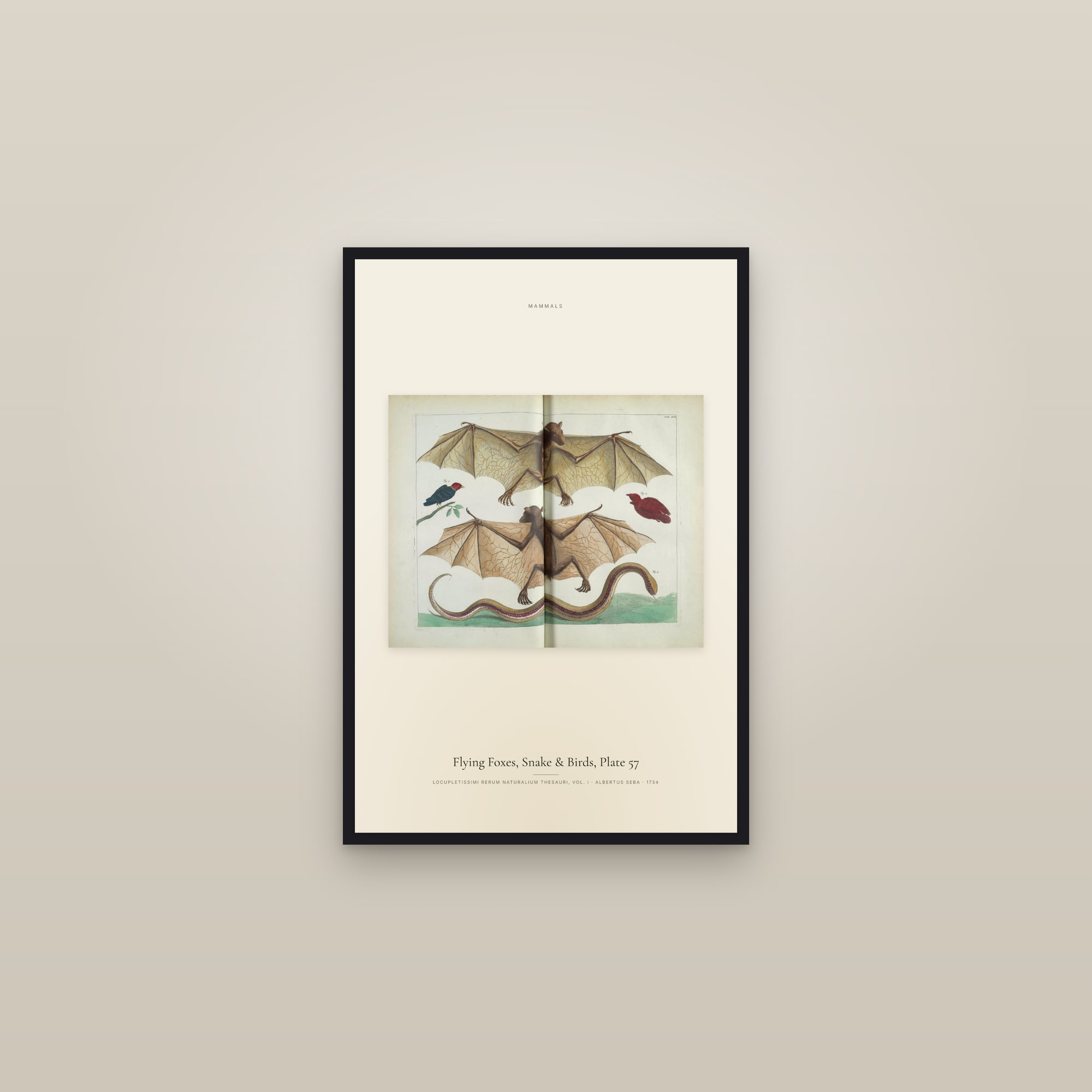 Flying Foxes, Snake & Birds, Plate 57 — framed in a gallery setting