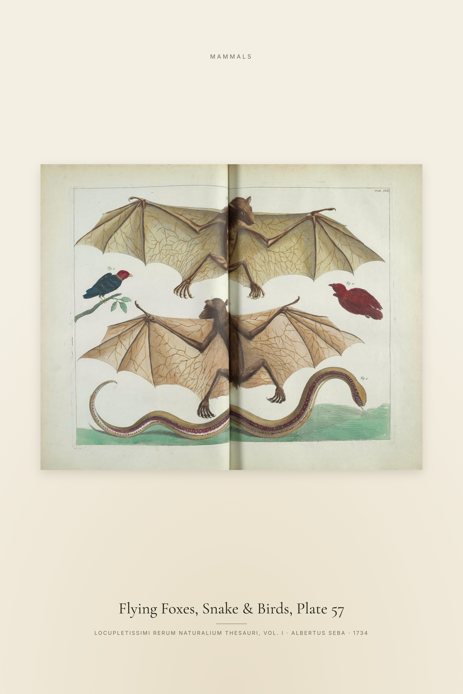 Flying Foxes, Snake & Birds, Plate 57