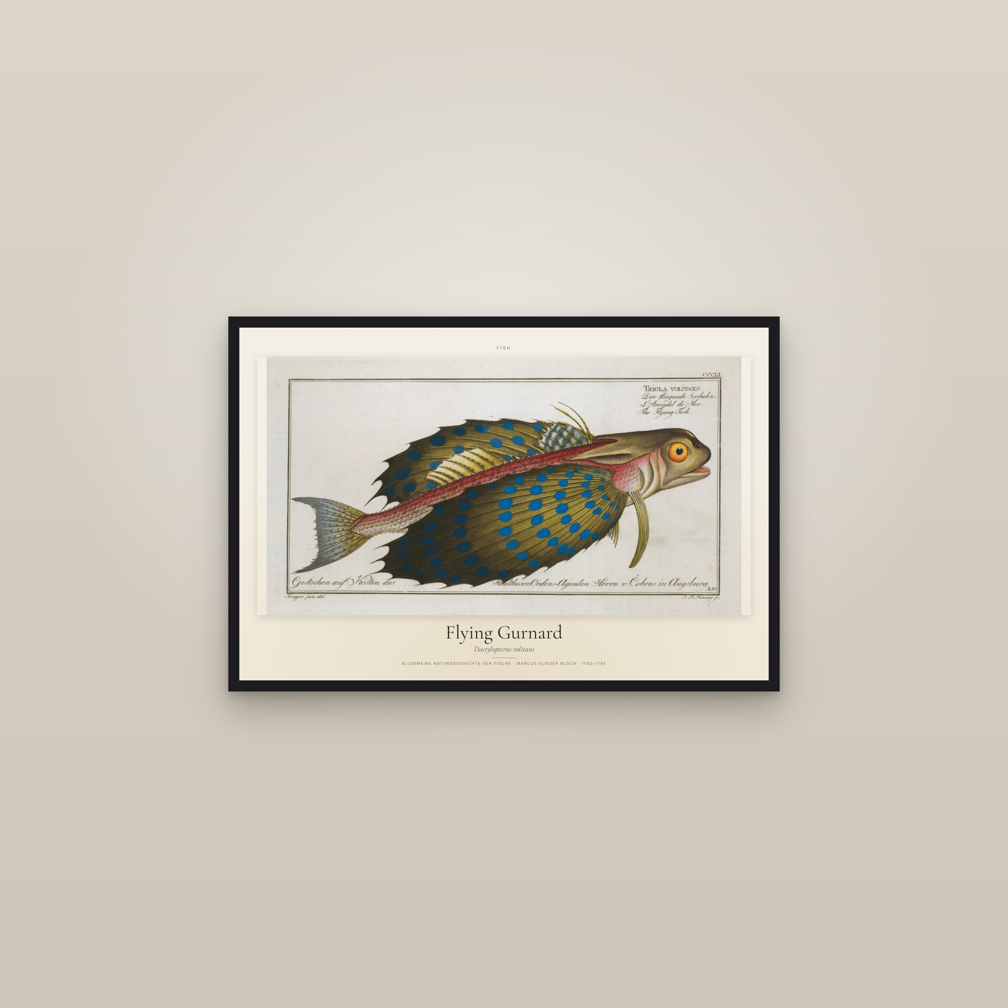 Flying Gurnard — framed in a gallery setting